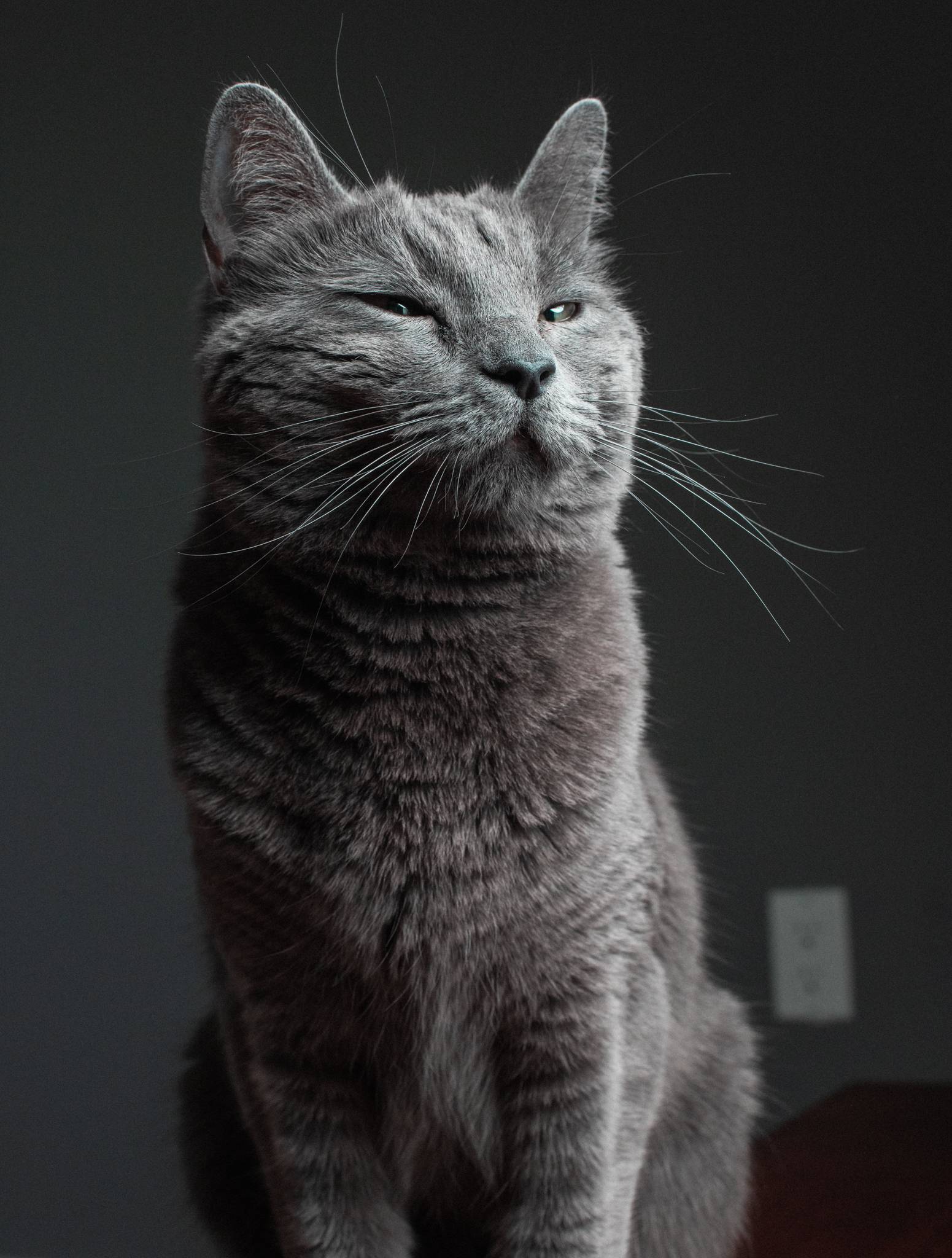 I take care of my friend's cat and did a photo session for her - Reddit, Catomafia, Longpost, cat