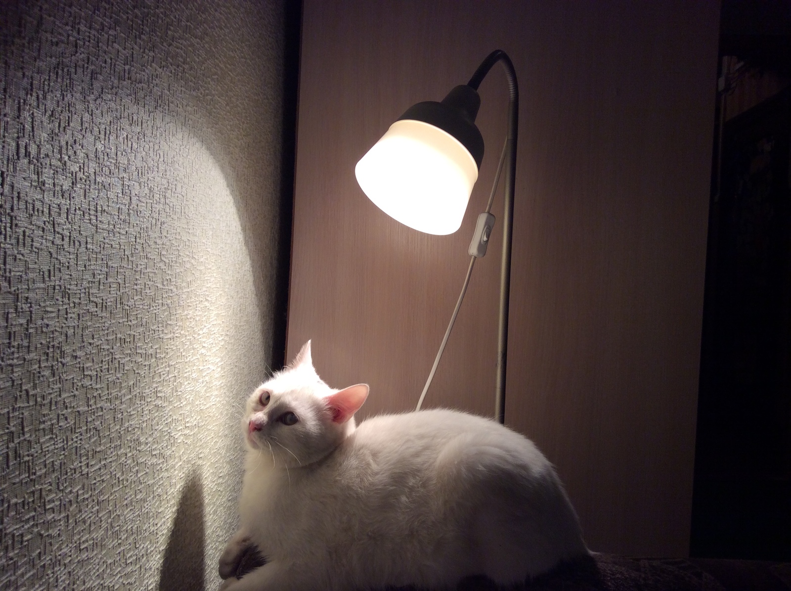 Reading Peekaboo - My, cat, Catomafia, Cat with lamp