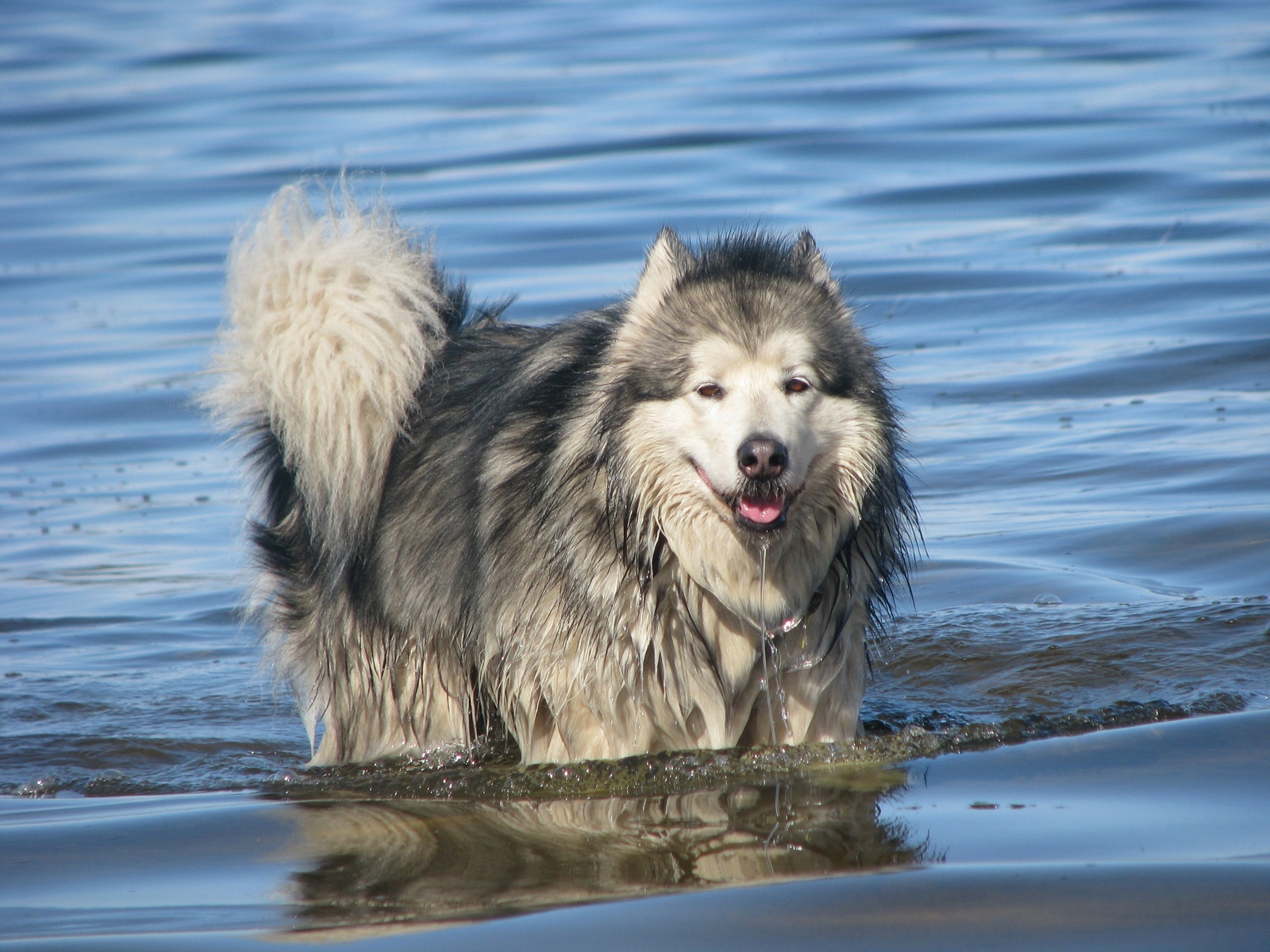 Swims like a walrus. - My, Dog, Spring