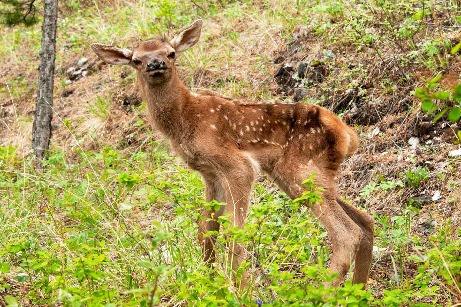 deer king - Izyubr, Transbaikalia, Taiga, Longpost