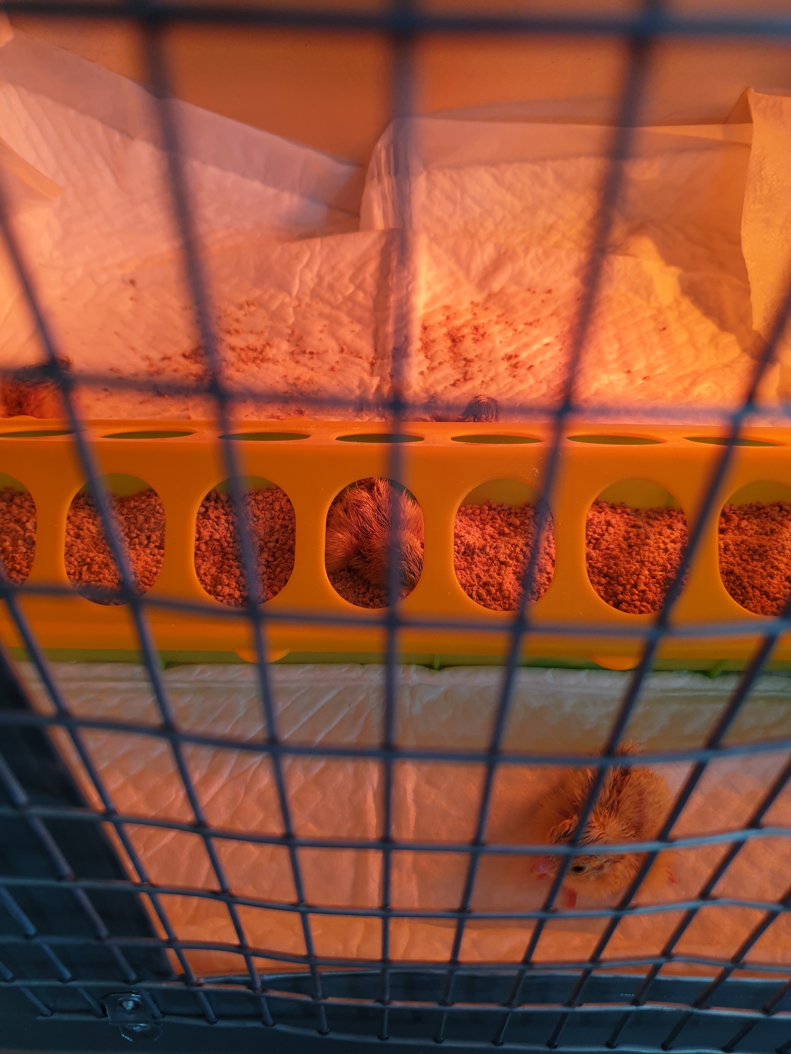 Quail eggs. - My, Quail, Quail egg, Incubator, Longpost