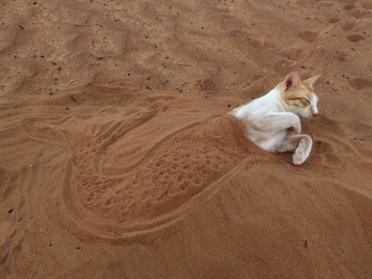 A cat that loves to swim in the sand - cat, Sand, Mermaid, Catomafia, Video, Longpost