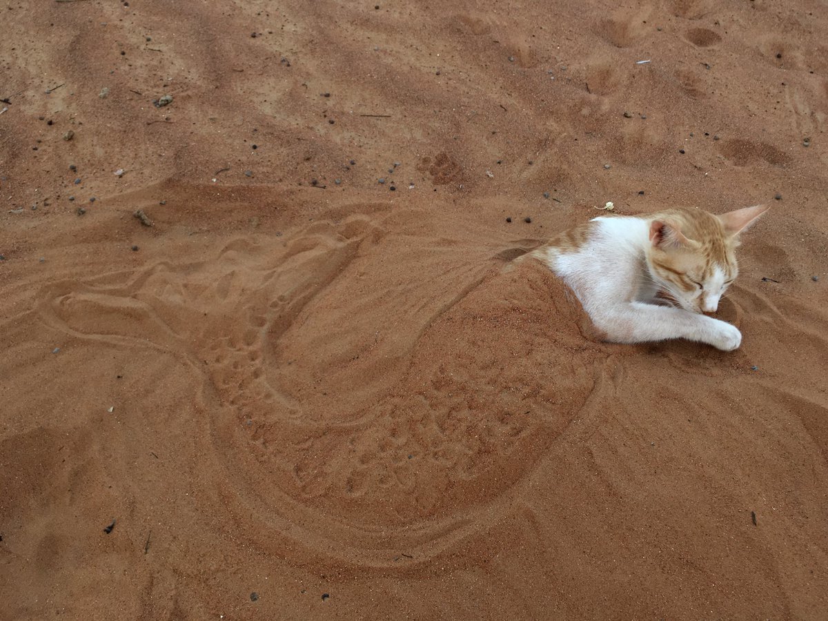 A cat that loves to swim in the sand - cat, Sand, Mermaid, Catomafia, Video, Longpost