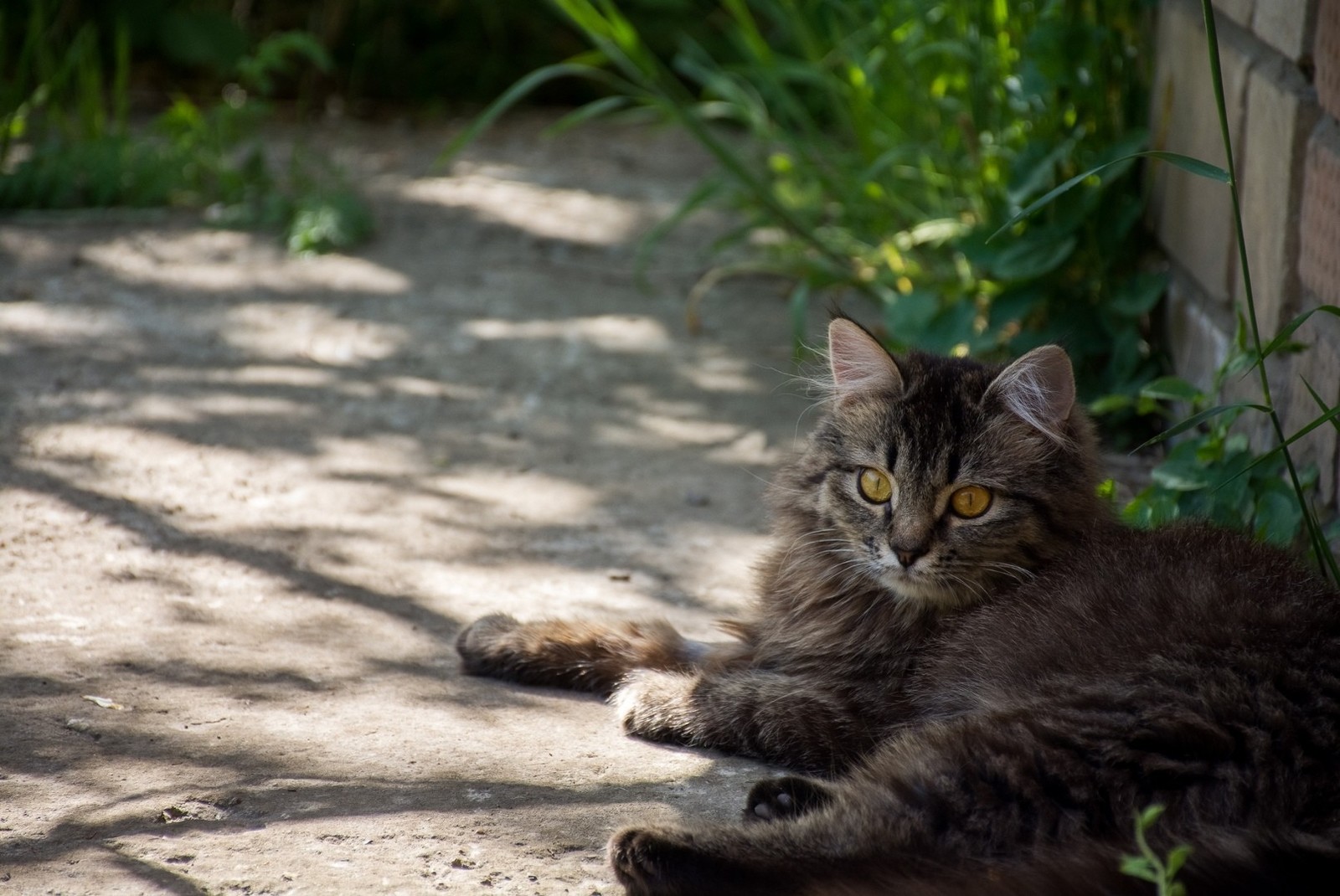 Cutlet - My, cat, Foundling, Longpost