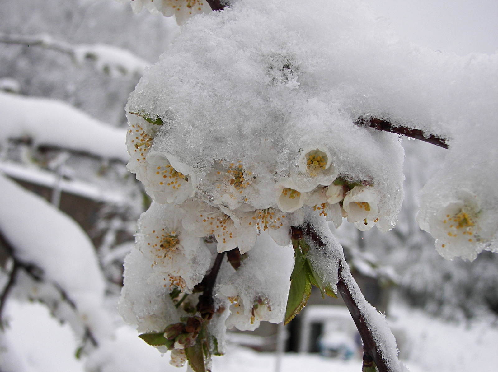 May: I'm an artist, I see it that way. - My, The photo, Italy, Snow, Apennines, Longpost