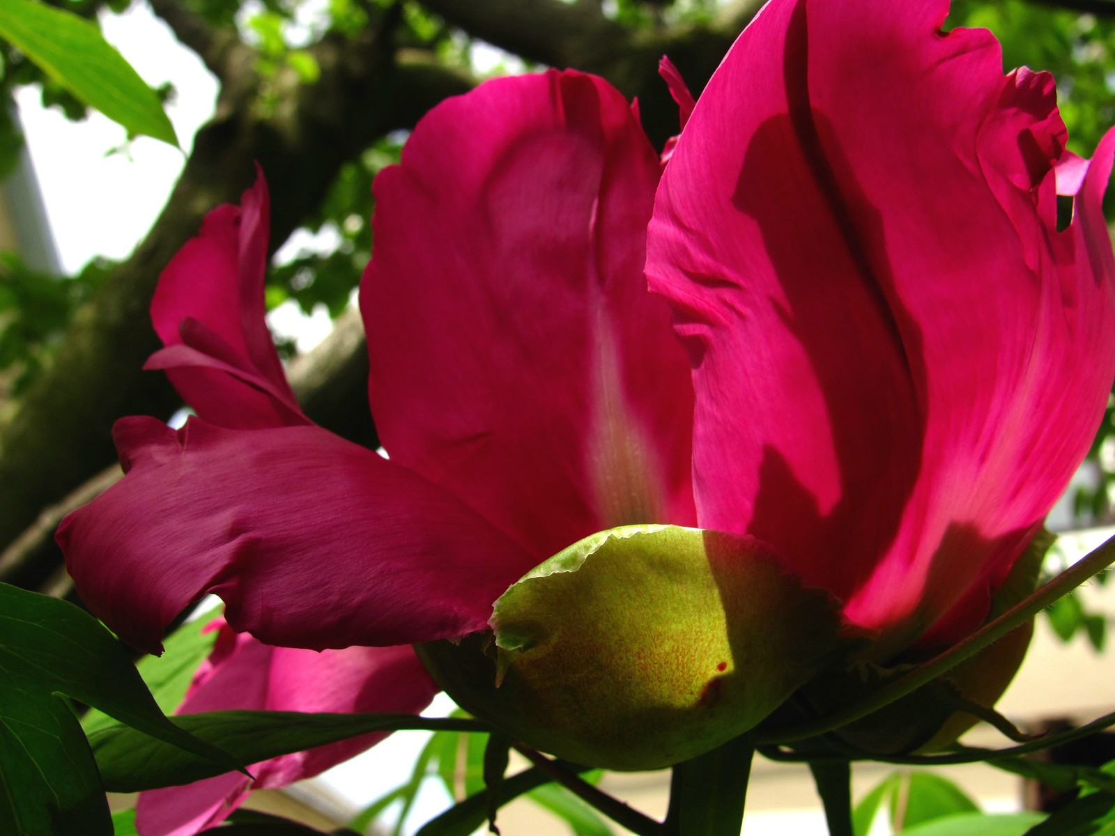 tree peony - My, Peonies, Bloom, Spring, Flowers, Longpost