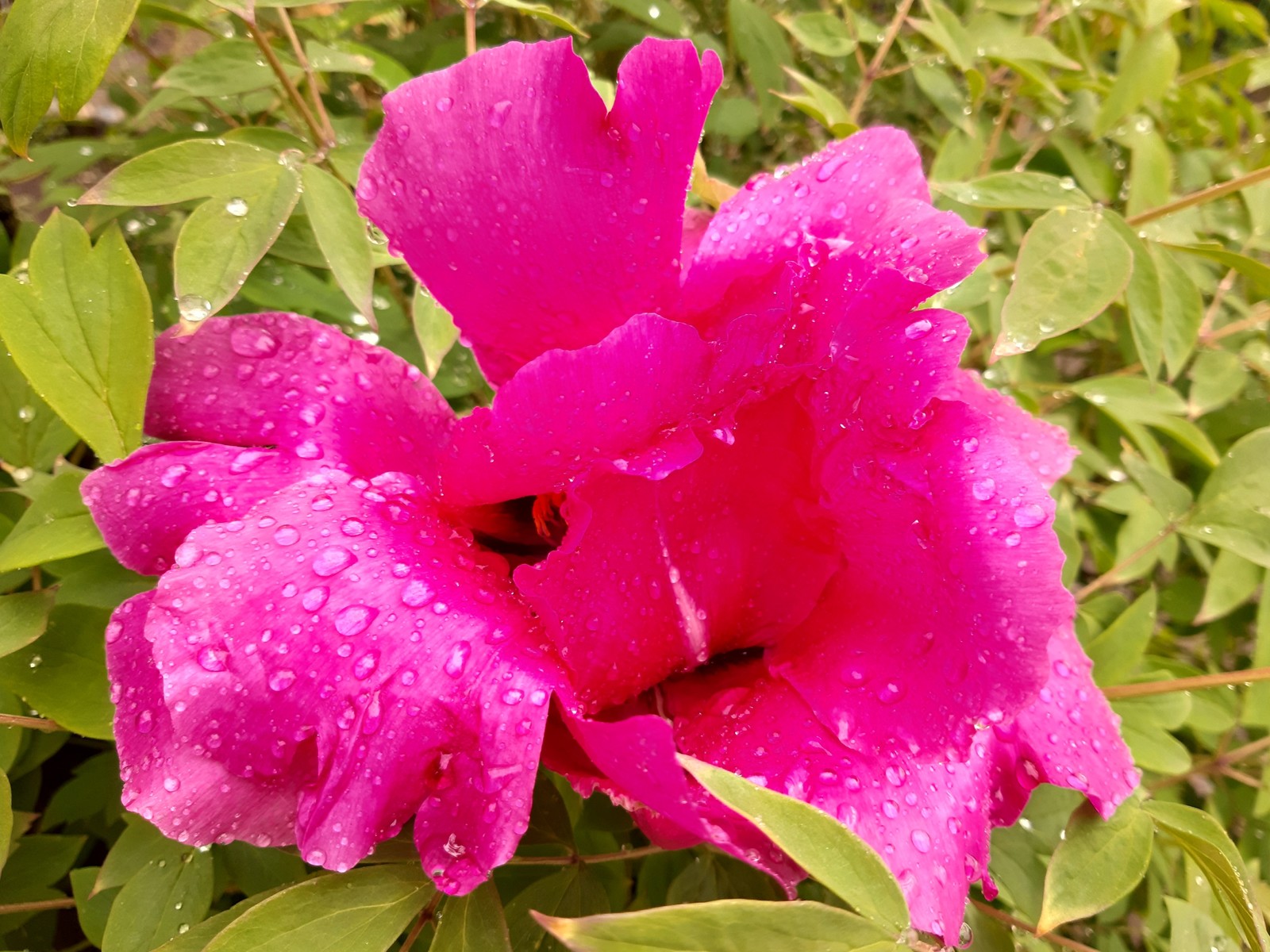 tree peony - My, Peonies, Bloom, Spring, Flowers, Longpost