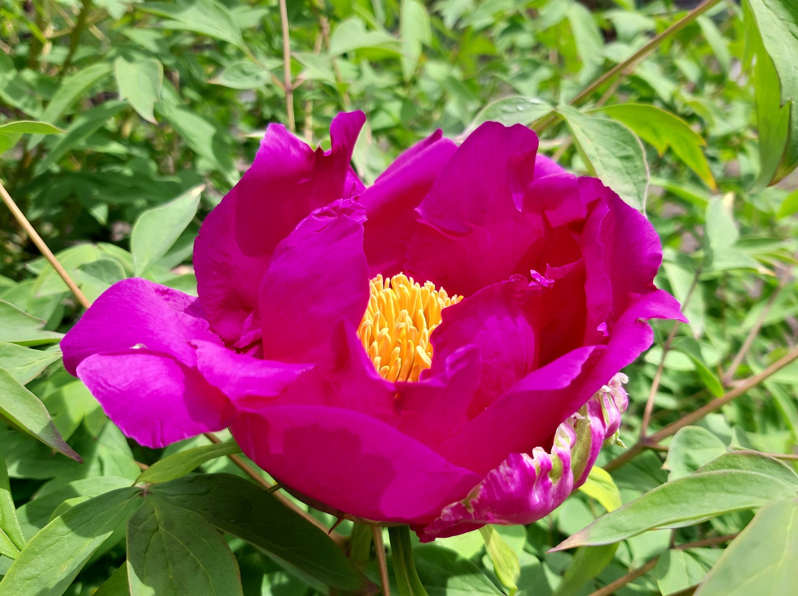 tree peony - My, Peonies, Bloom, Spring, Flowers, Longpost