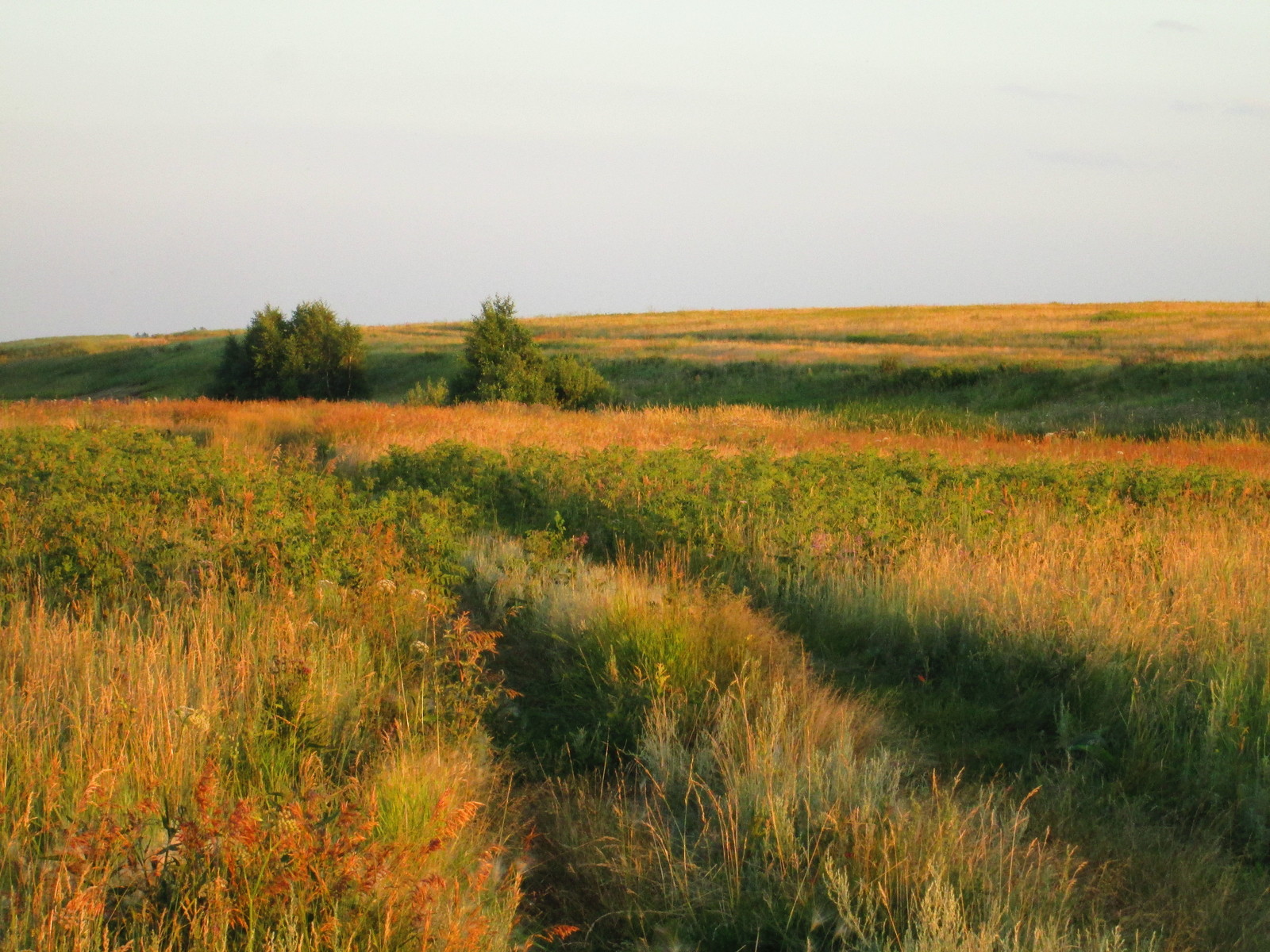 The Beauty of Siberia - My, Beginning photographer, Nature, Summer, The photo, Longpost