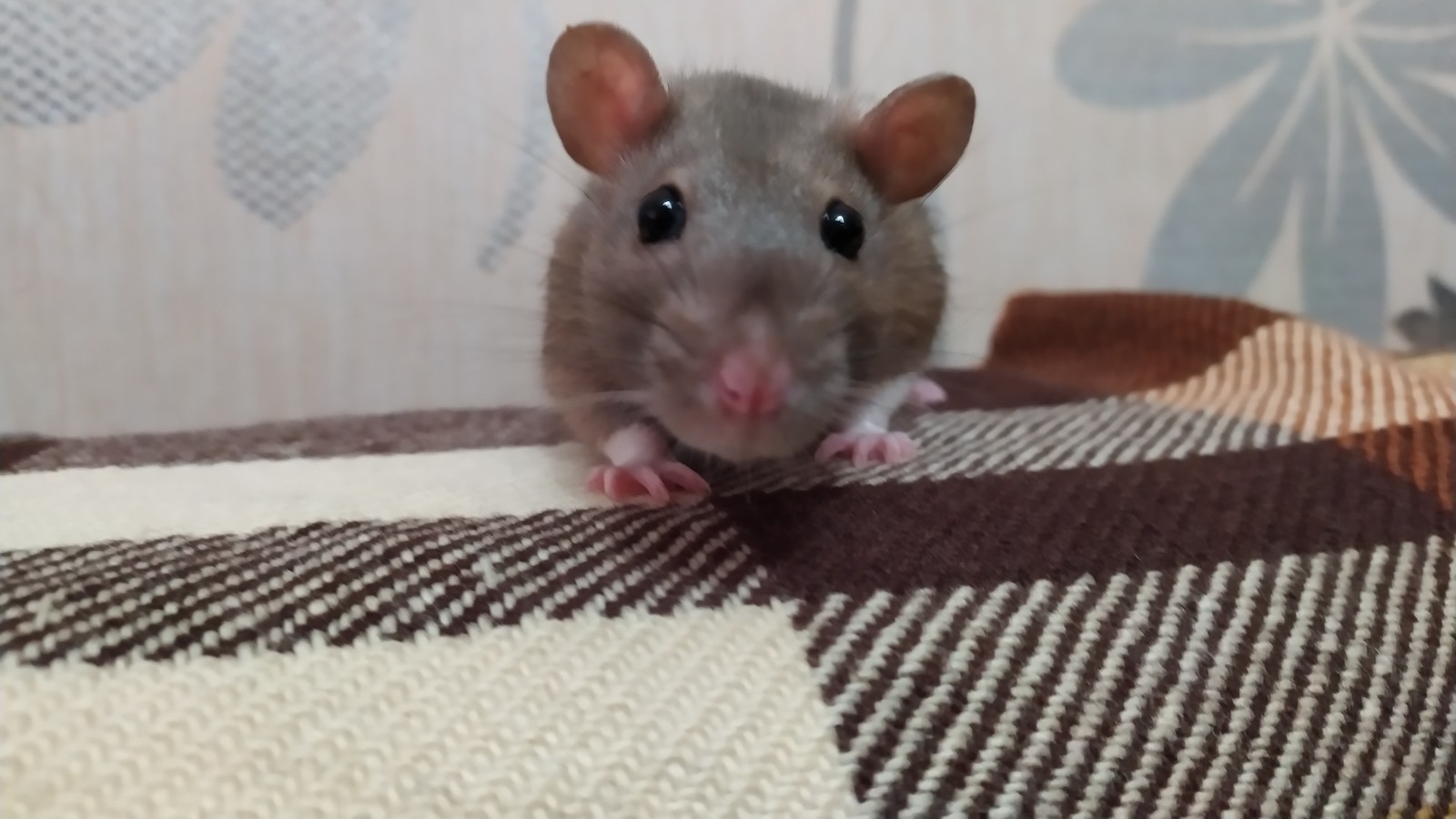 My friend's rats - My, Rat, Decorative rats, Curiosity, Livestock, Longpost, Animals