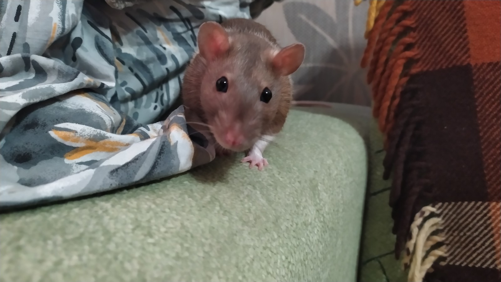 My friend's rats - My, Rat, Decorative rats, Curiosity, Livestock, Longpost, Animals