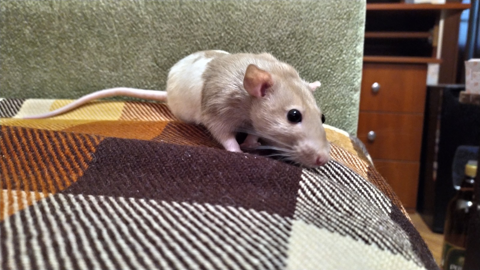 My friend's rats - My, Rat, Decorative rats, Curiosity, Livestock, Longpost, Animals