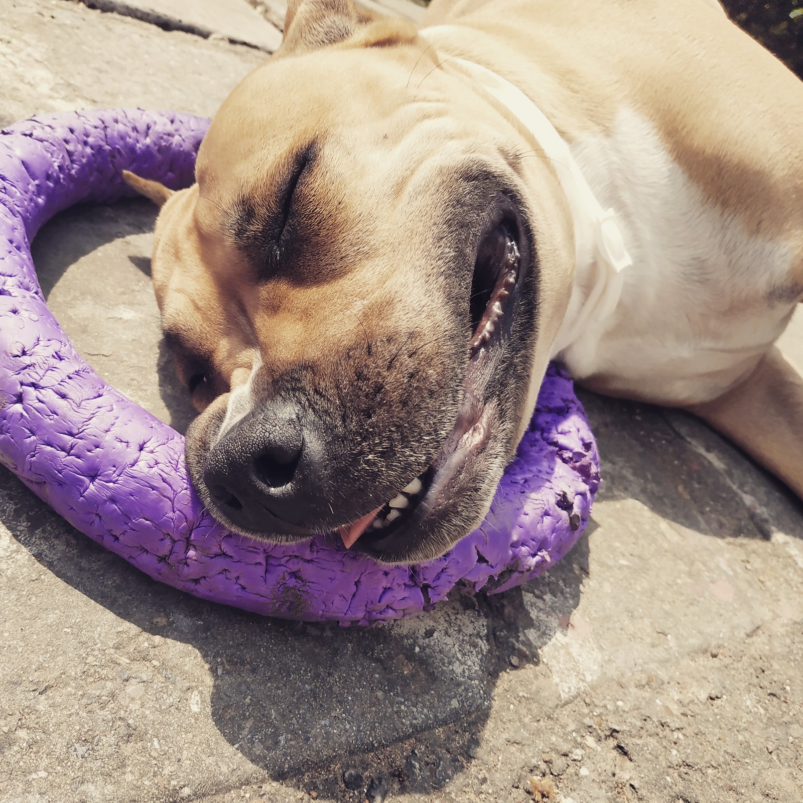 Summer resident) - My, Amstaff, Dog, Mayevka, Dacha, Longpost