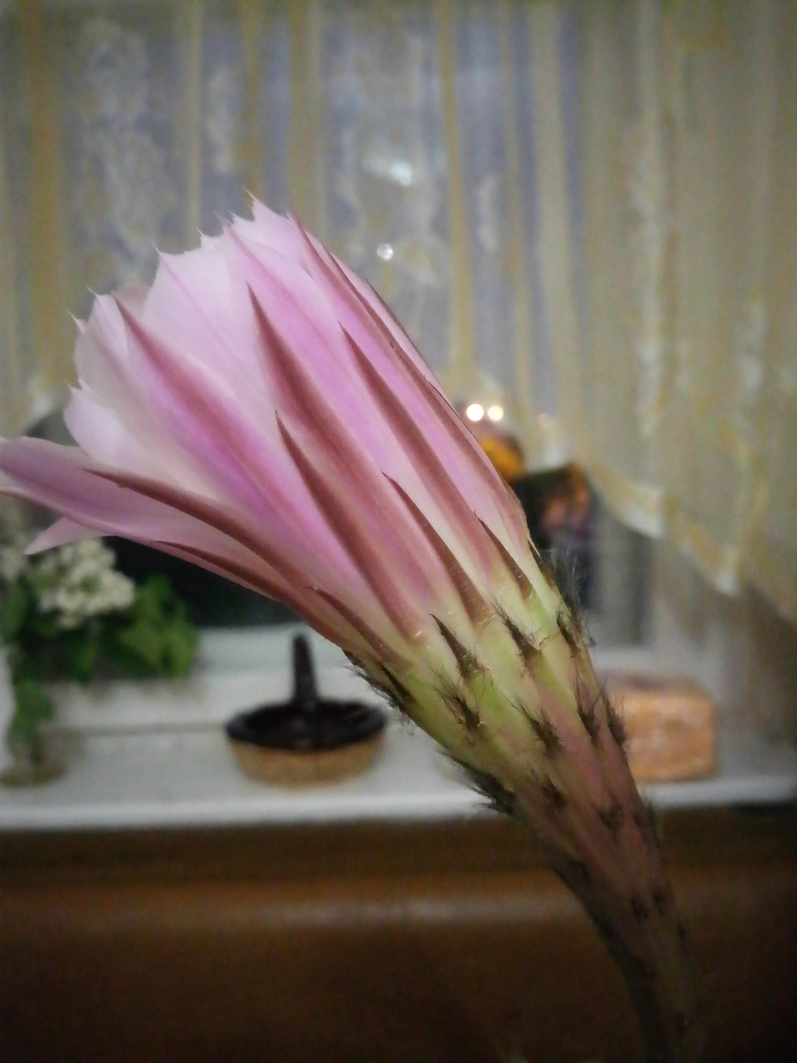 Every 7 months he pleases us with such beauty - My, Cactus, Flowers, Bloom, beauty, Longpost