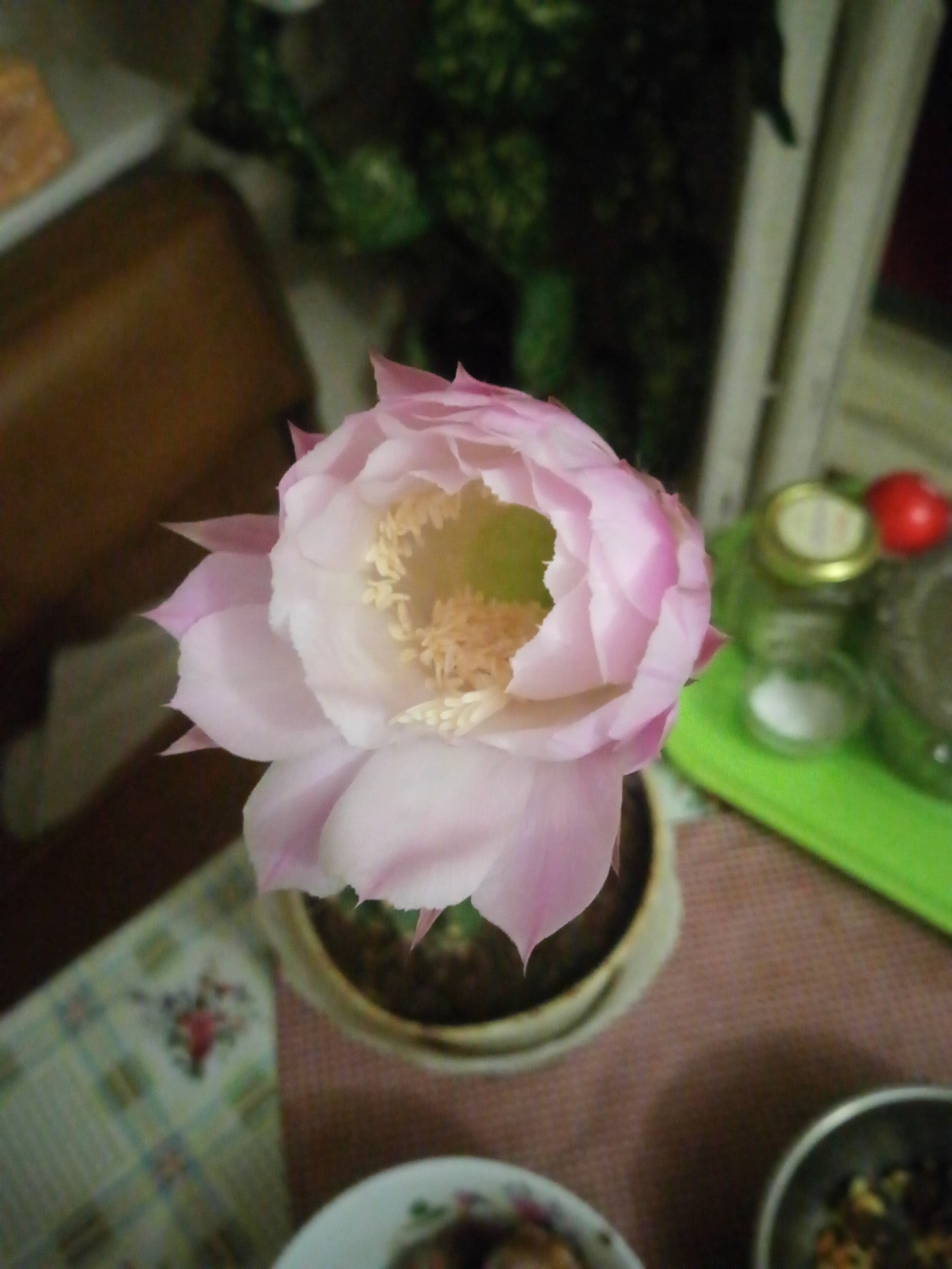 Every 7 months he pleases us with such beauty - My, Cactus, Flowers, Bloom, beauty, Longpost