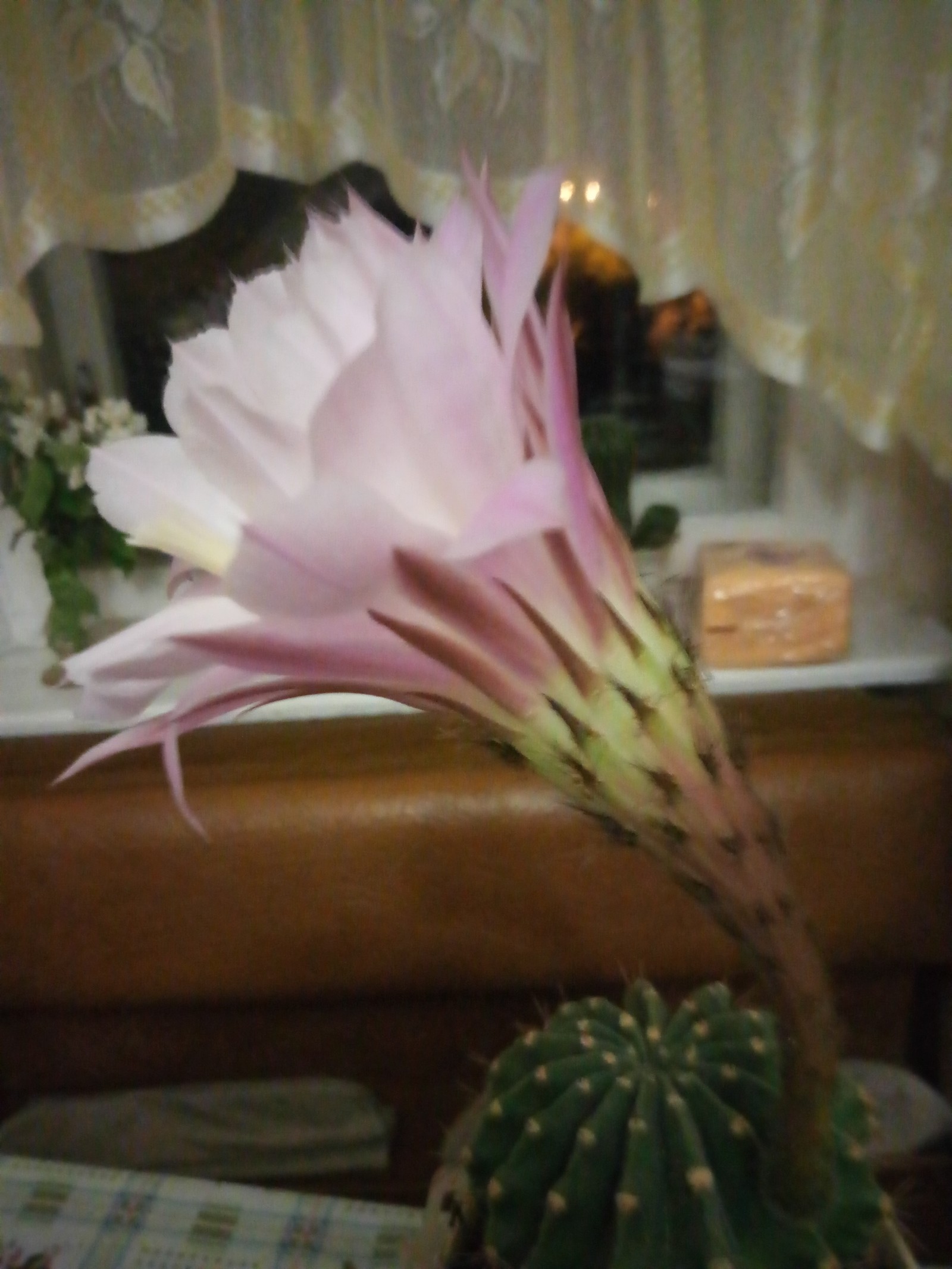 Every 7 months he pleases us with such beauty - My, Cactus, Flowers, Bloom, beauty, Longpost