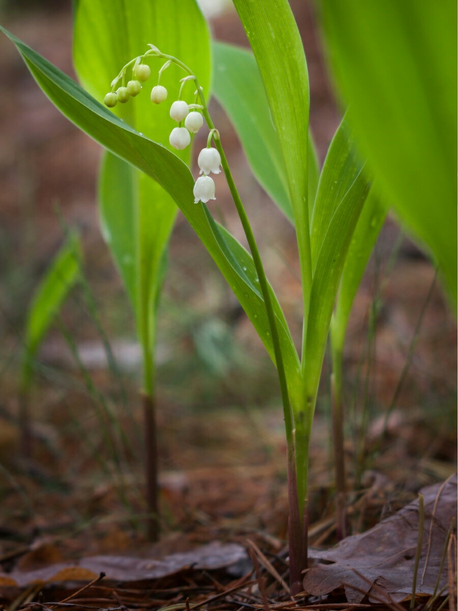 In the forest after the rain - My, The photo, Forest, Plants, Longpost