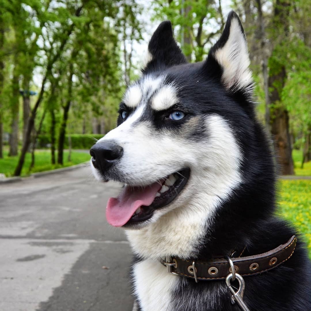 Babak dog - Dog, Husky, Babaka, Pets, The photo, Longpost