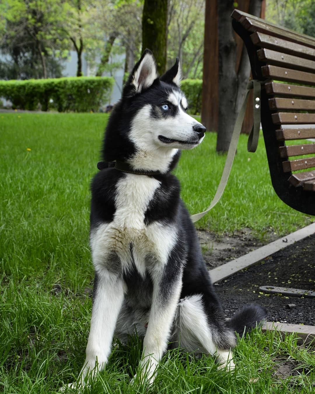 Babak dog - Dog, Husky, Babaka, Pets, The photo, Longpost