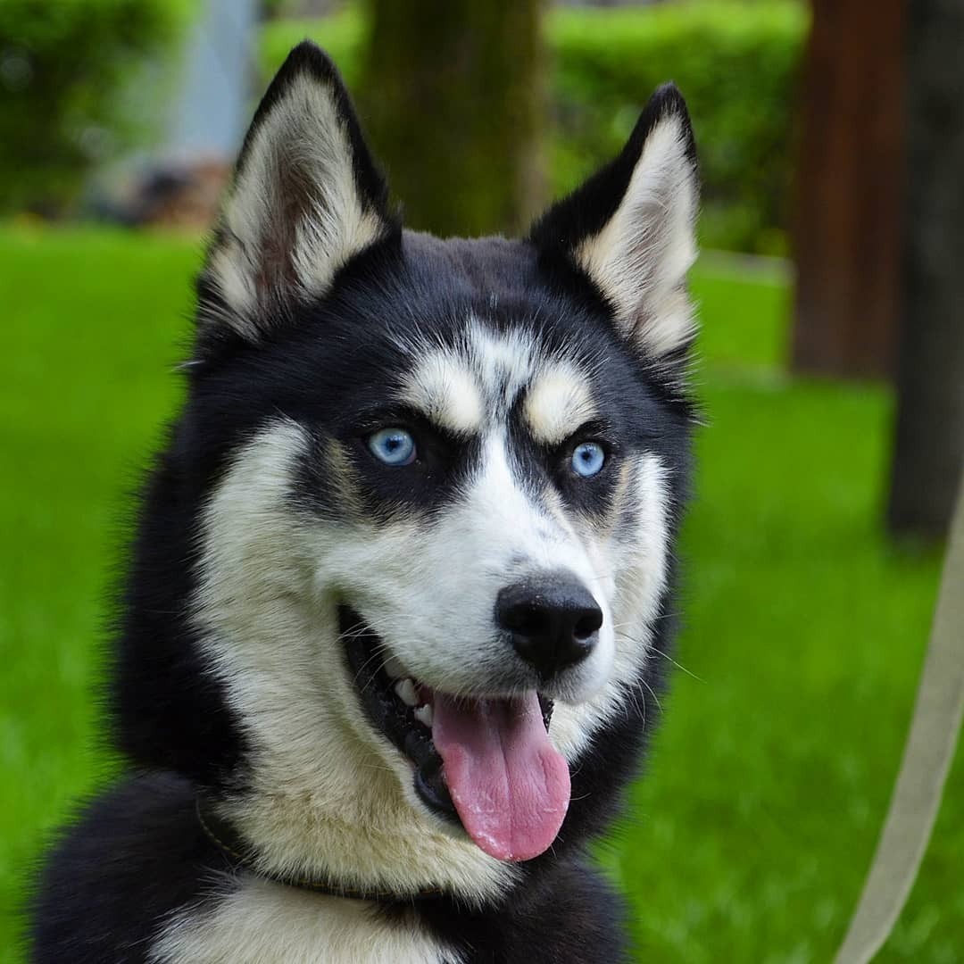 Babak dog - Dog, Husky, Babaka, Pets, The photo, Longpost