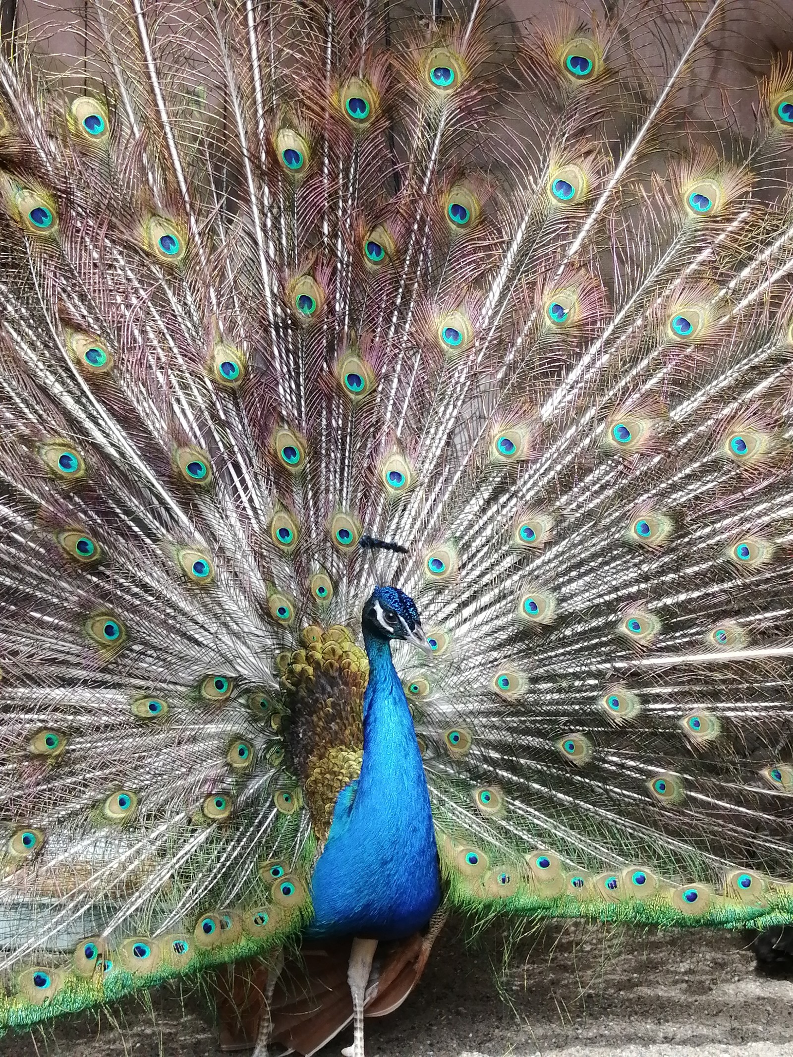 The bird with a hundred eyes... - The photo, Birds, Zoo, Permian