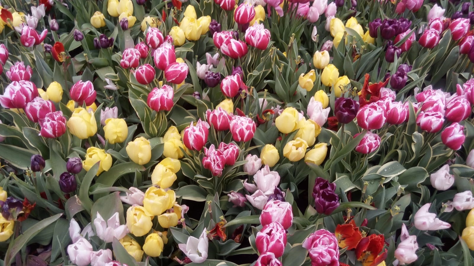 Spring in the Netherlands. Tulips and even a tulip tree - My, Tulips, Flowers, Limburg, Longpost, Netherlands, Netherlands (Holland), Tulip tree