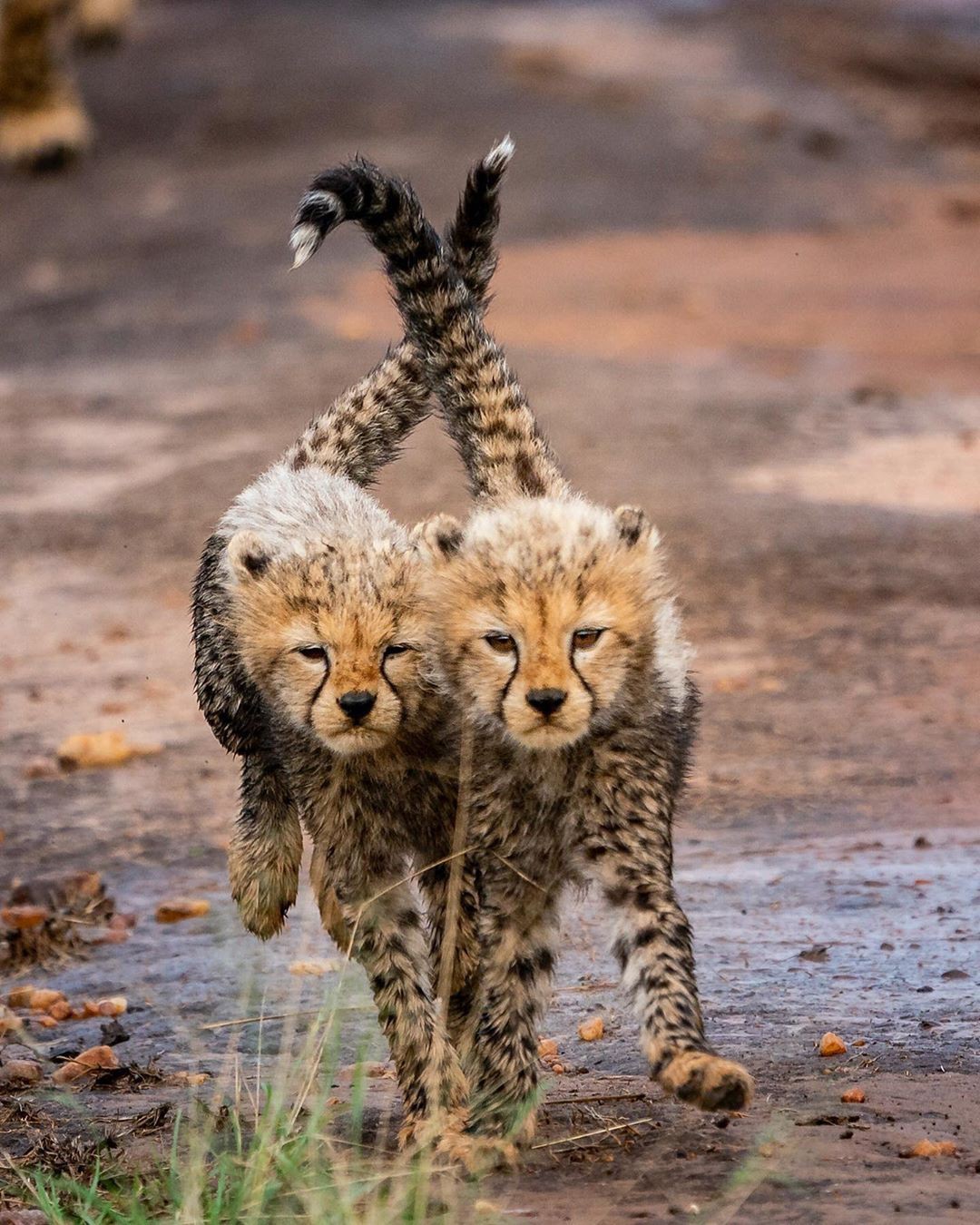 Together - The photo, Animals, Cheetah, Young, Milota