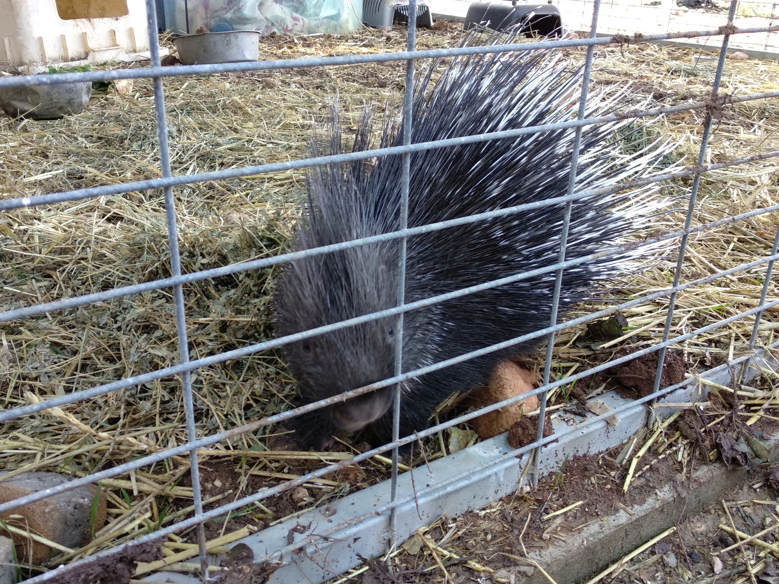 The porcupine has grown up - My, Animals, Milota, Porcupine, Israel, Longpost