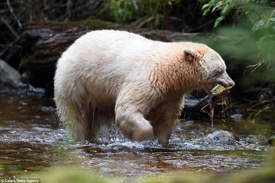 Phantom of the Forest: Kermode bear hit the photographer's lens - The Bears, Unusual, Animals, Longpost, Kermod bear