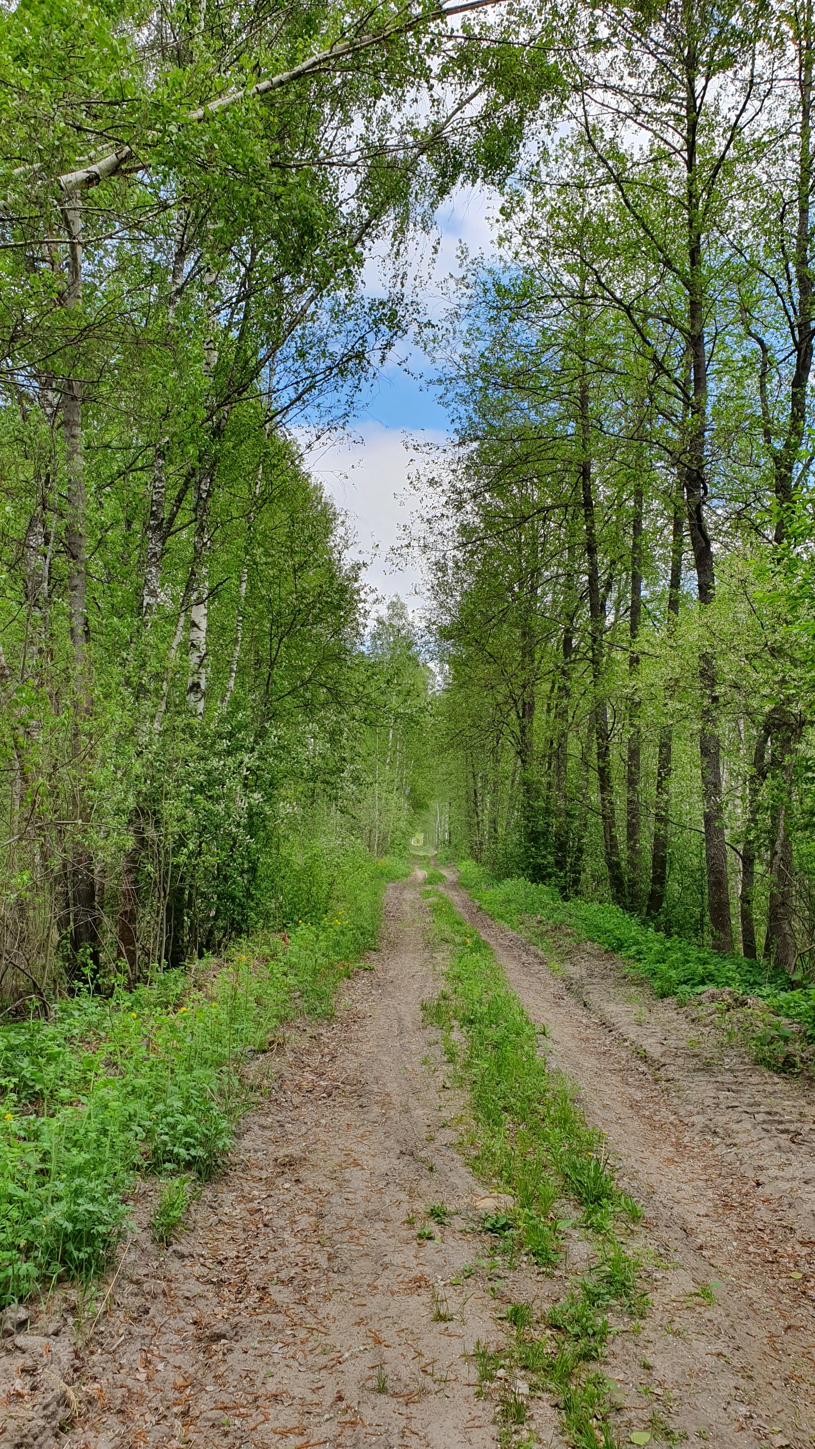 Велопрогулка по Мещере - Моё, Велопрогулка, Мещера, Лес, Поход, Фэтбайк, Велосипед, Длиннопост