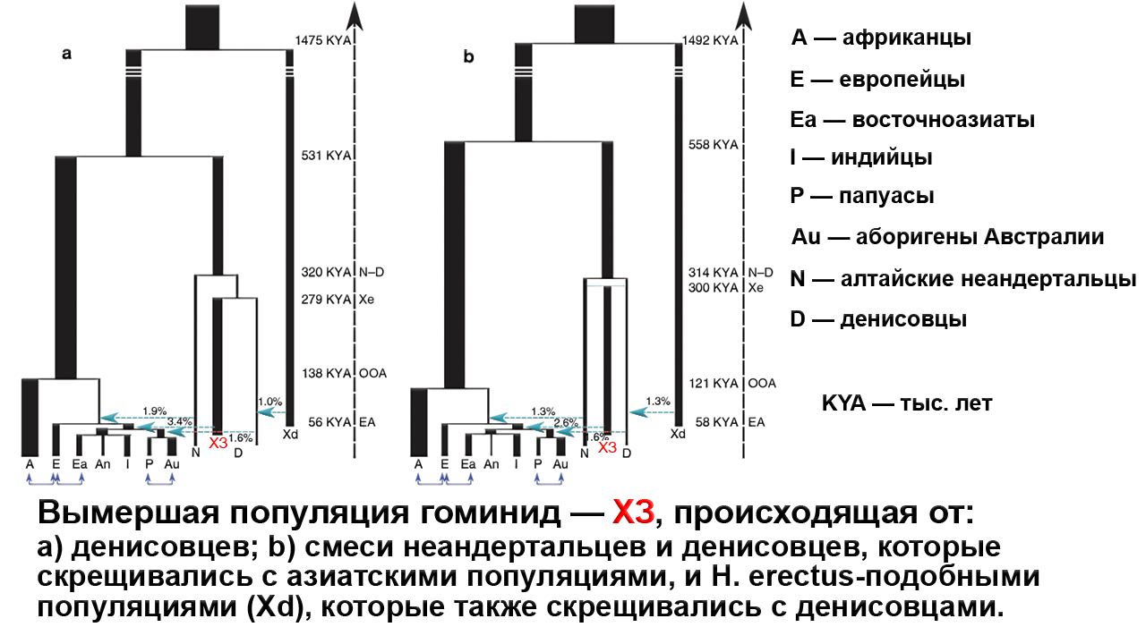 Denisov man, from the phalanx to the skull and jaw. - My, Longpost, Video, The science, Anthropology, Archeology, Genetics, Denisovsky Man, , Evolution, GIF