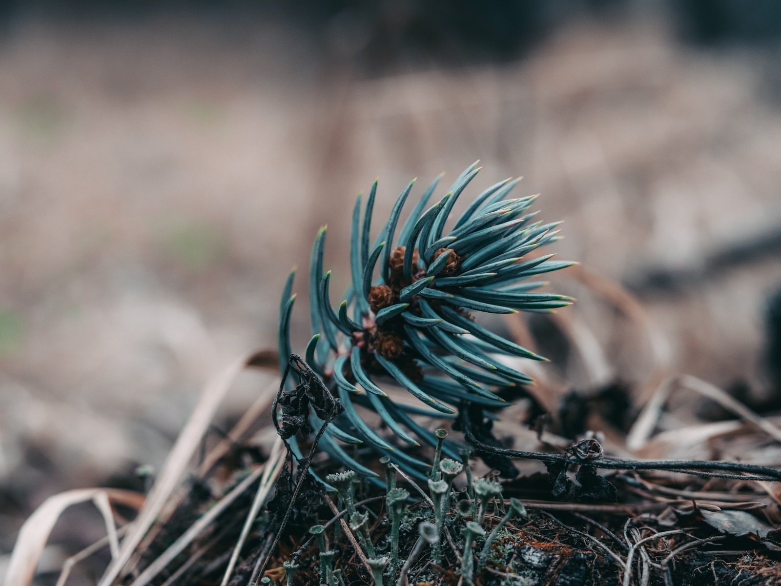 Spring - My, , Lightroom, Canon, Longpost, The photo