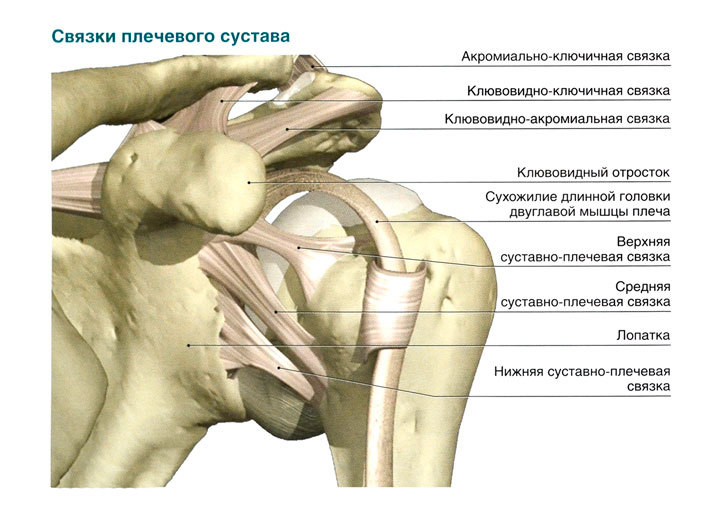 Briefly about ligaments and tendons - My, Sport, Тренер, Sports Tips, Tendon, Bunch, Muscle, Anatomy, Injury, Longpost