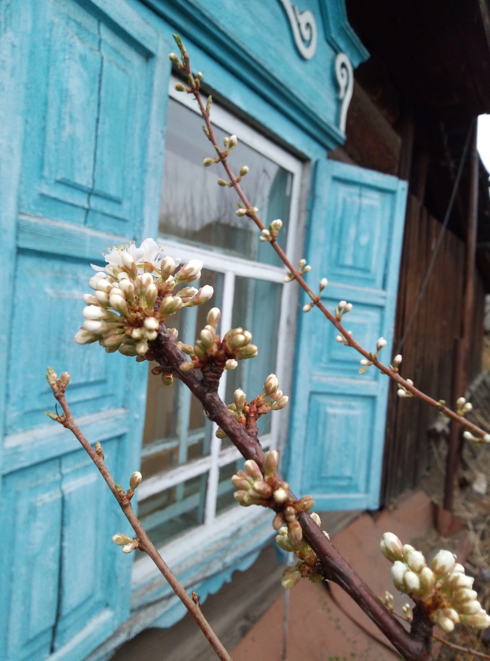 It's raining in Transbaikalia - Transbaikalia, May, Rain, Bird cherry, Longpost