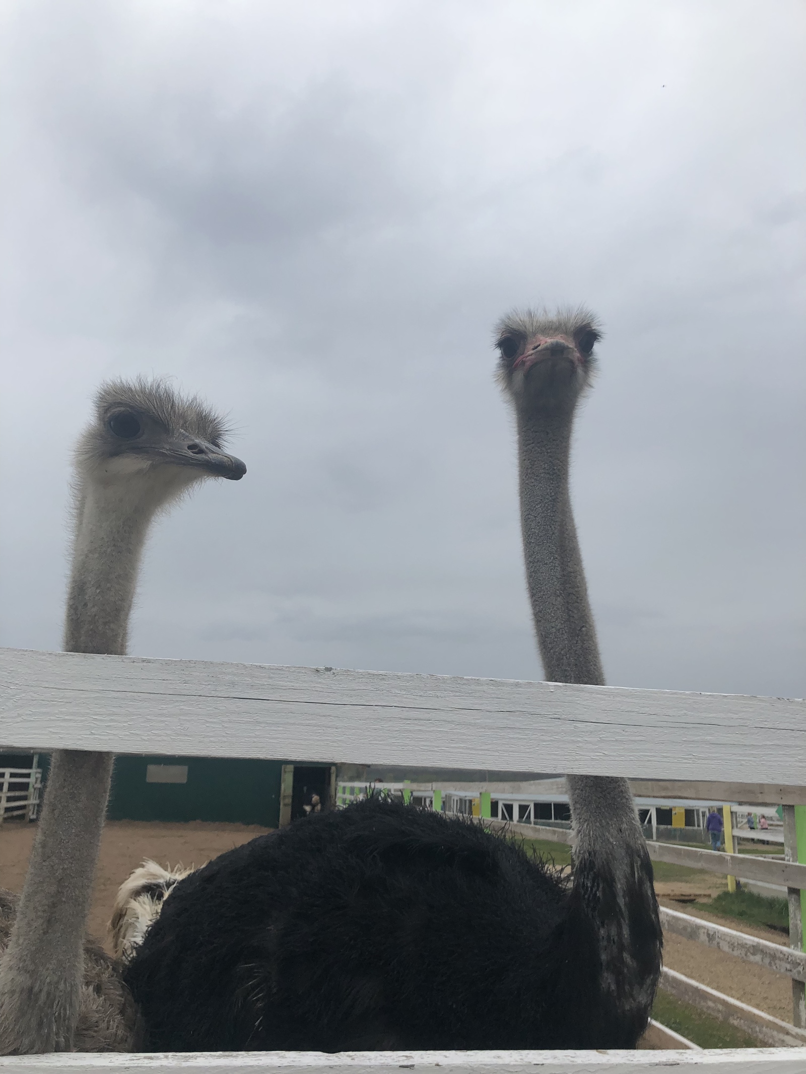 Ostrich Farm - My, Ostrich, Ostrich Farm, GIF, Longpost