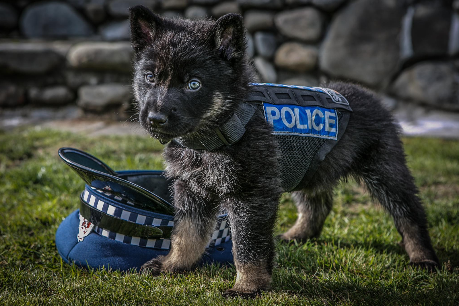 New Zealand Police recruit - Dog, New Zealand, Police, Animals, Milota, beauty, The photo