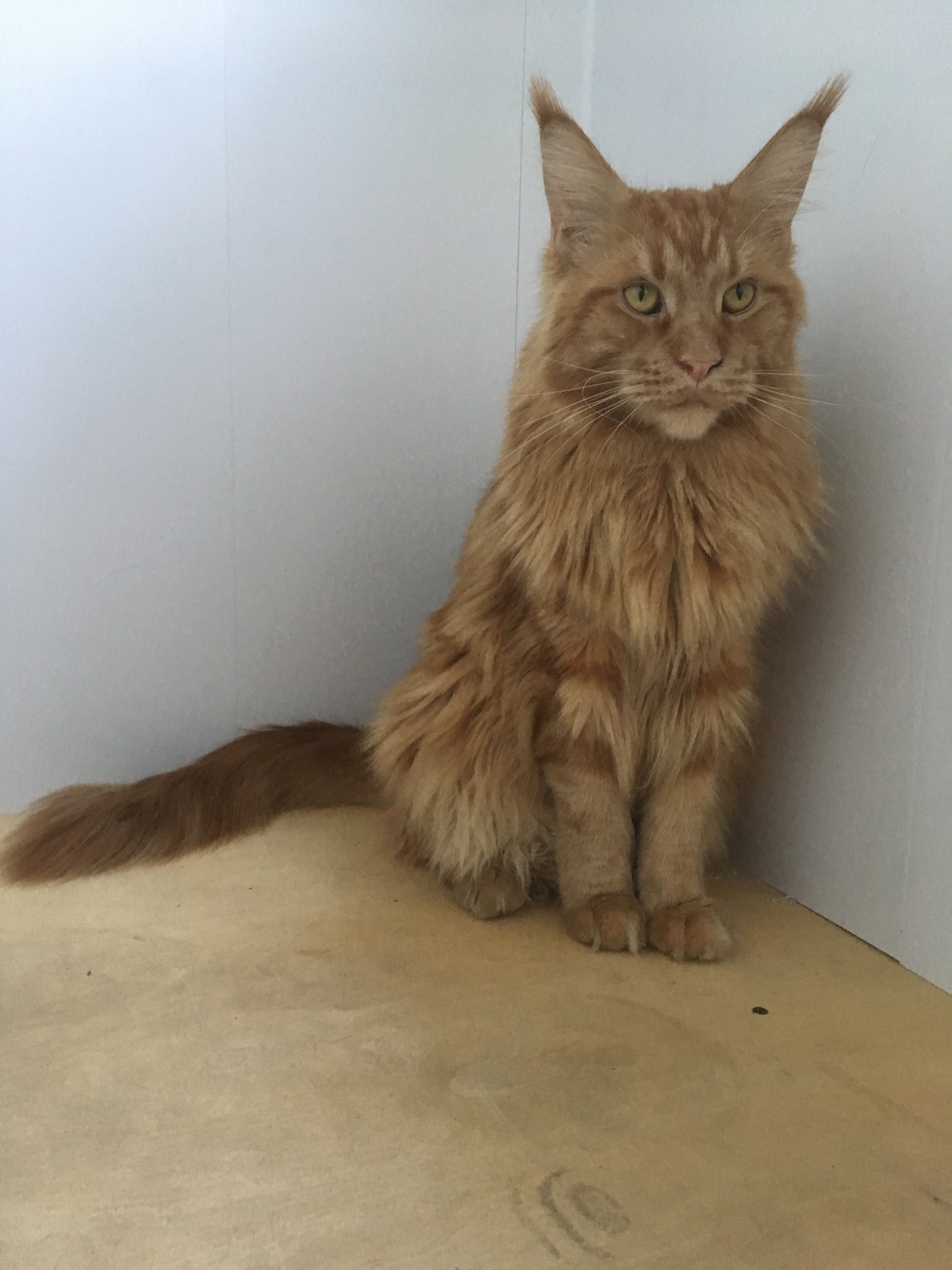 Pikabu, help me out! - My, cat, Maine Coon, No rating, Lost, Help, Arkhangelsk, Helping animals