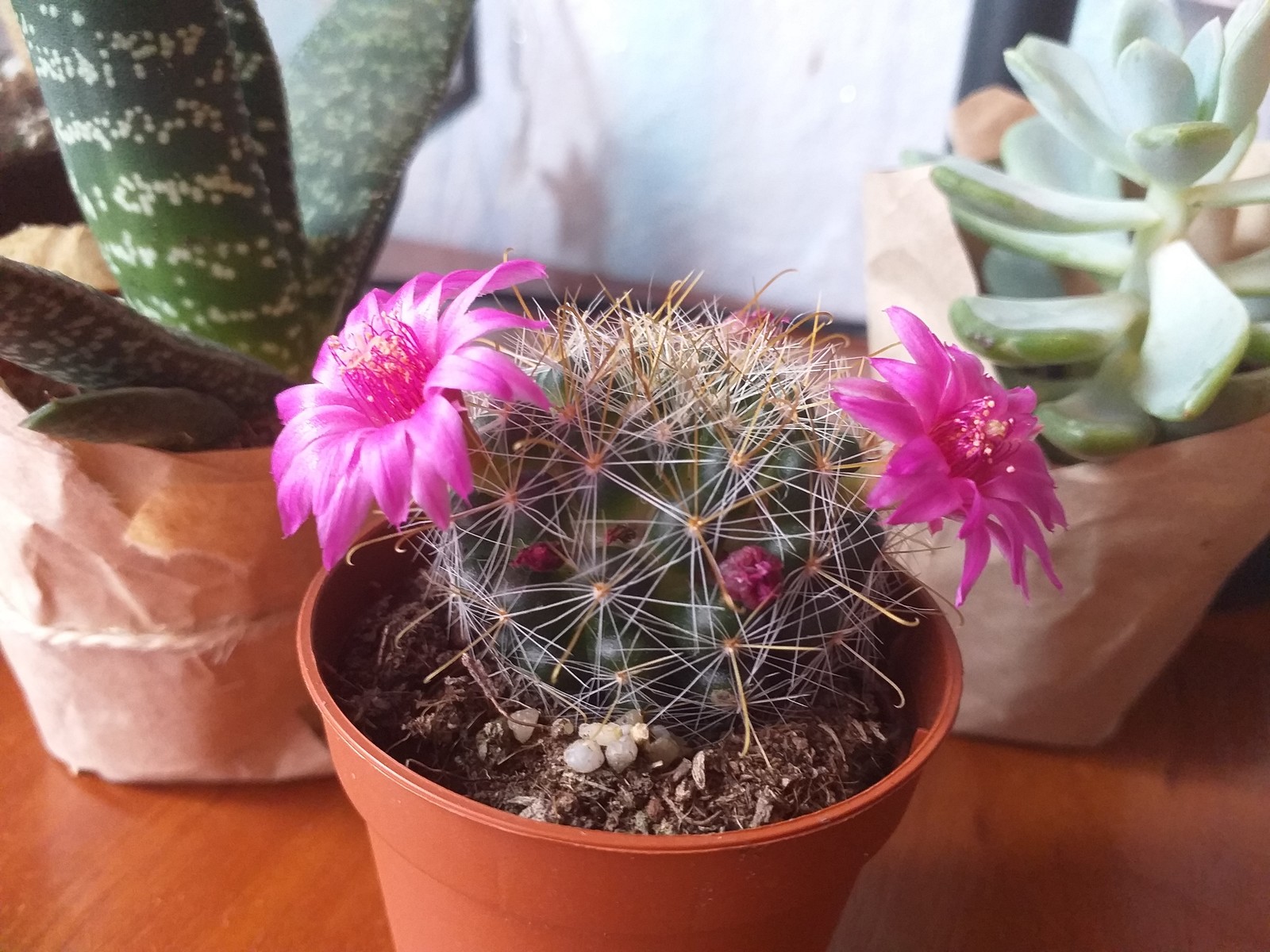 Succulents: try #2 - My, Cactus, Blooming cacti, Succulents, Longpost