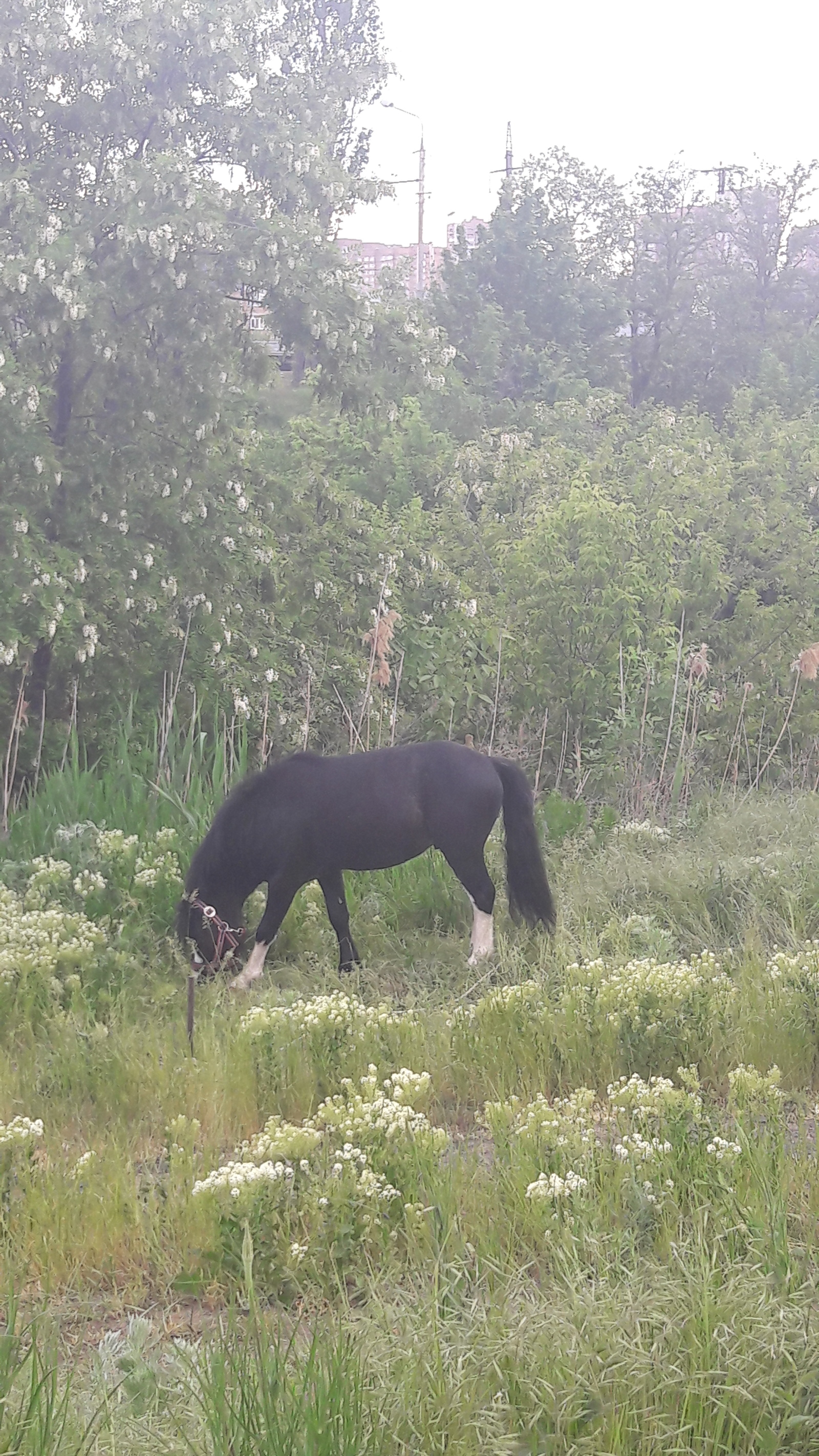 New neighbors - My, Wandering Circus, They graze in the meadow, Longpost