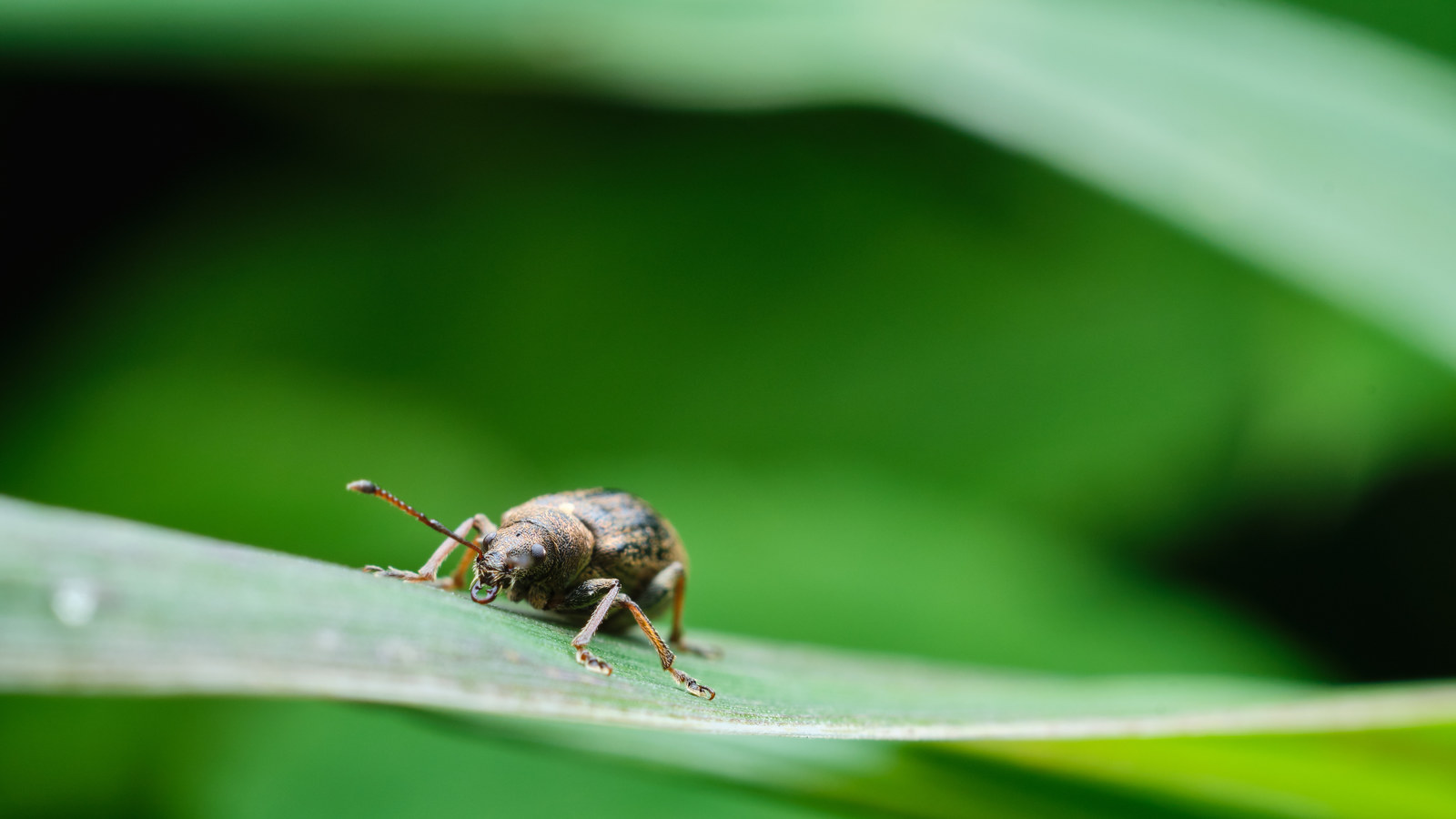 Macro - My, Macro, Insects, The photo, Longpost, Macro photography