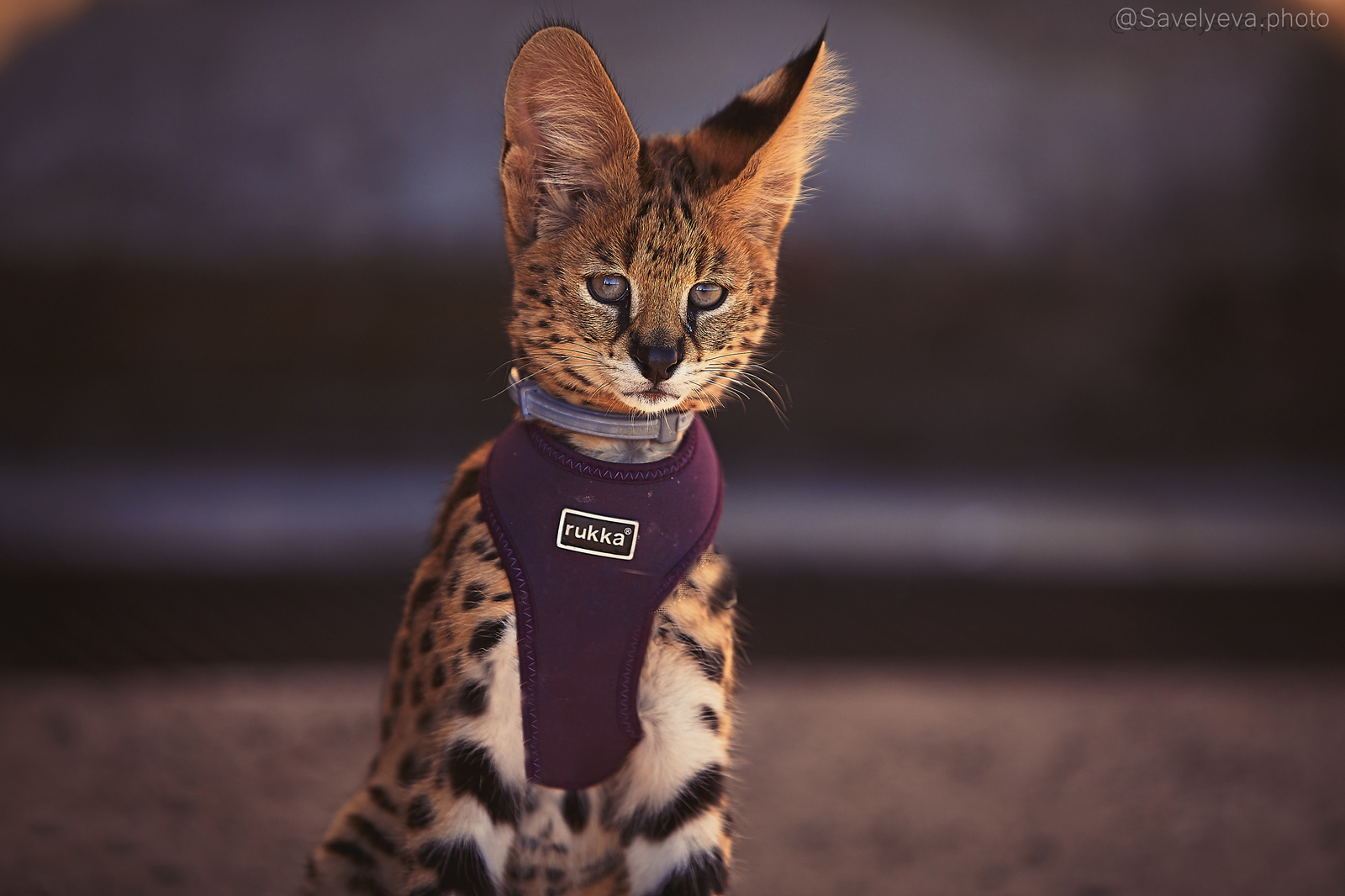 Important pussy. - My, Serval, Animalistics, The photo, Animals, Longpost, Small cats, Cat family, Young