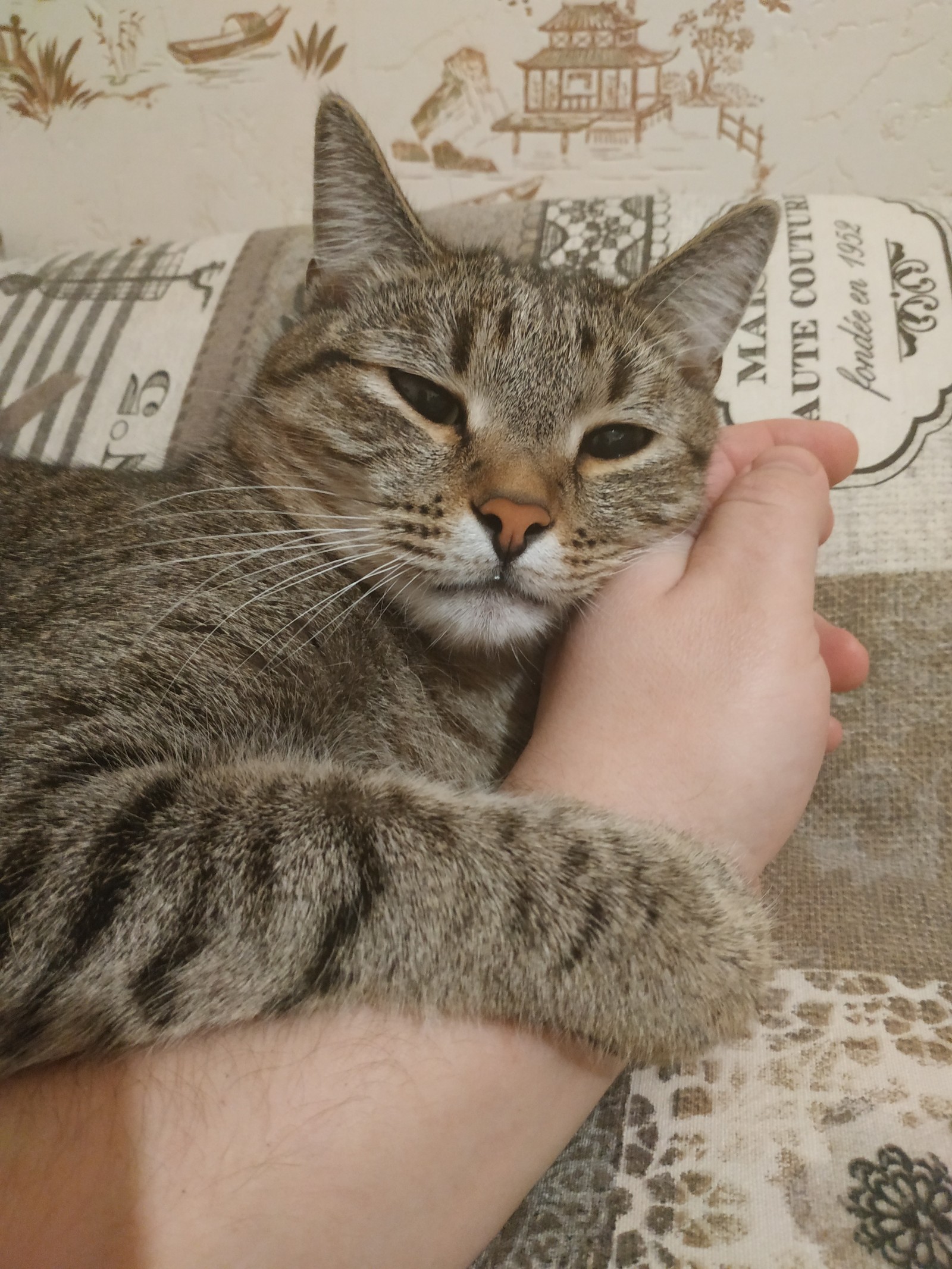 An arm instead of a pillow. - My, cat, , Longpost