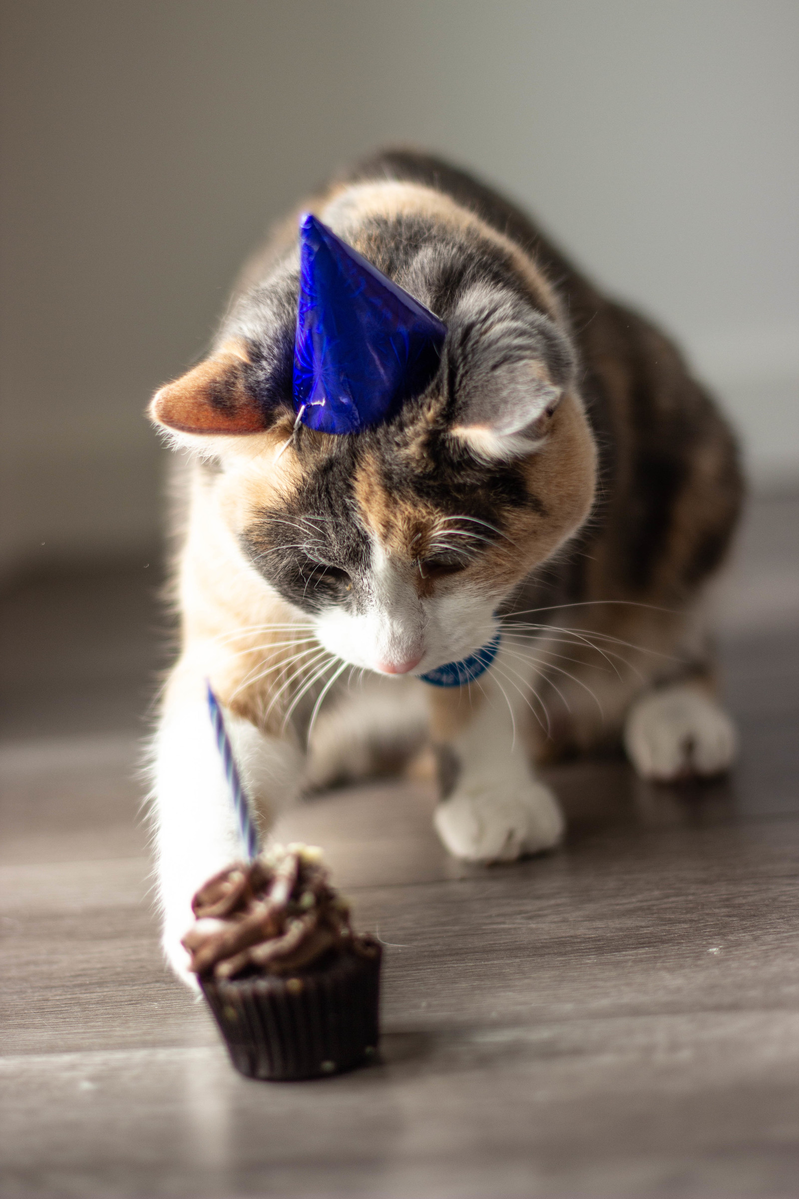 First birthday - My, cat, The holiday was a success, Birthday, Longpost