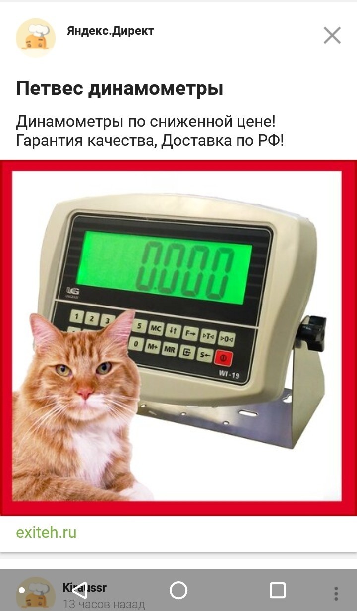 Котики для привлечения внимания - Моё, Кот, Яндекс Директ, Реклама