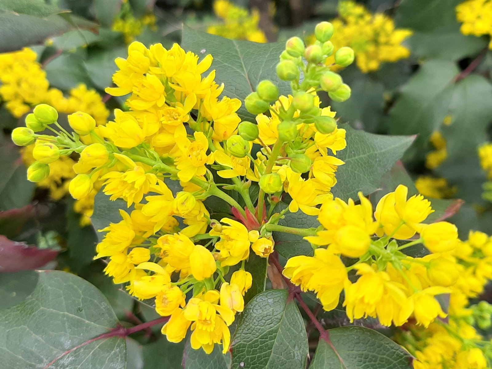 Mahonia holly - My, Bloom, Bushes, Longpost