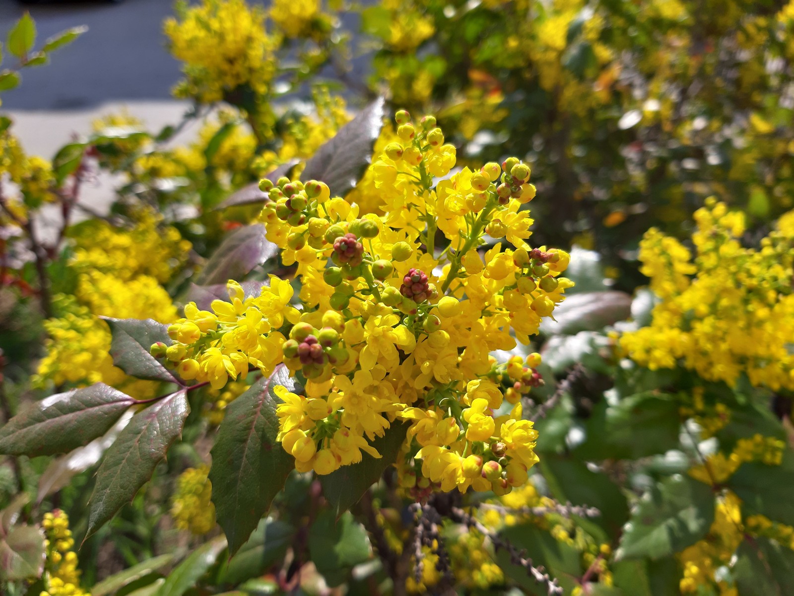 Mahonia holly - My, Bloom, Bushes, Longpost