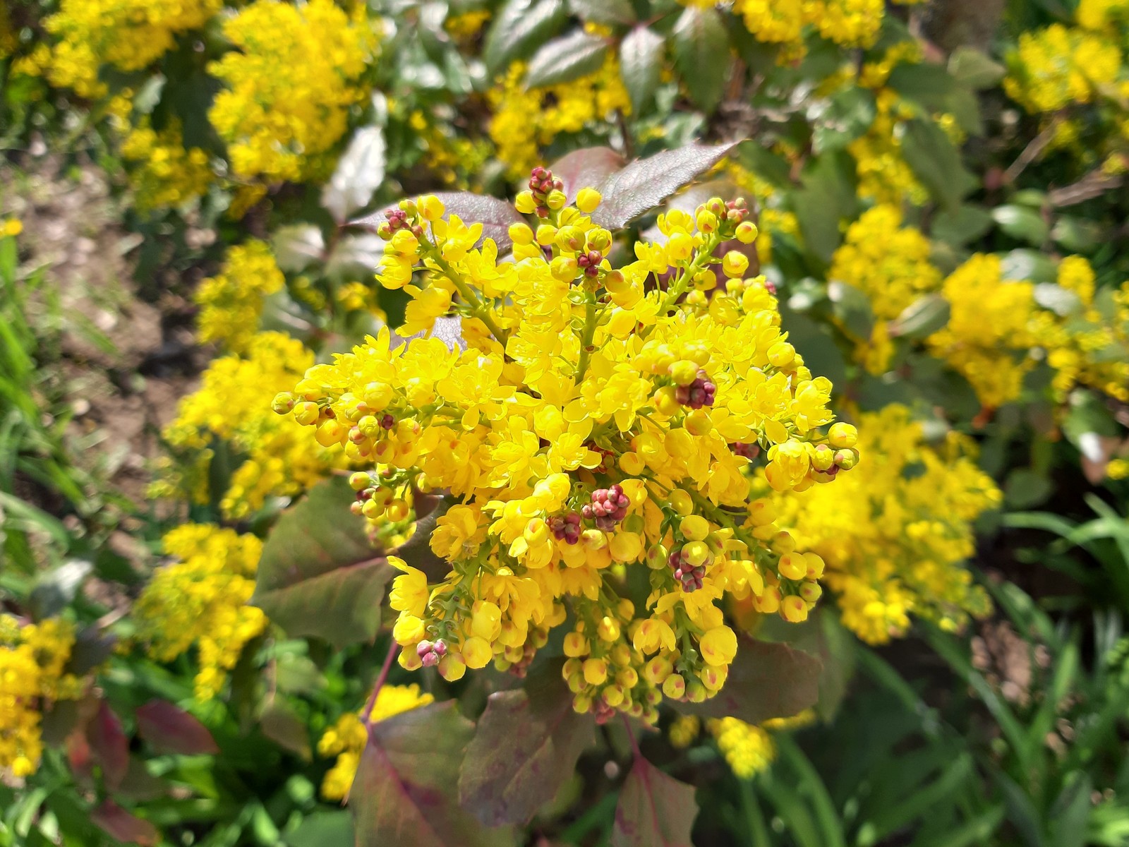 Mahonia holly - My, Bloom, Bushes, Longpost