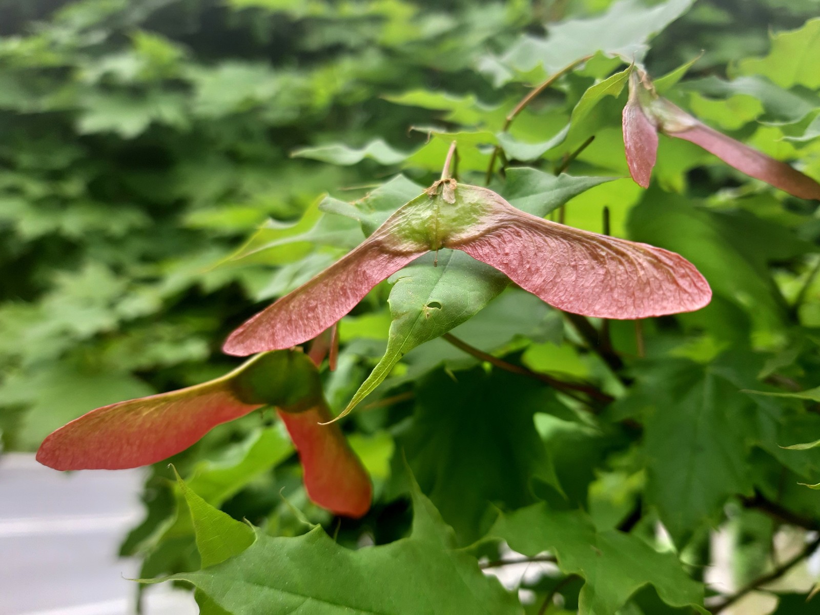 maple lionfish - My, Maple, Seeds, Spring, Tree, Longpost, The photo, Nature