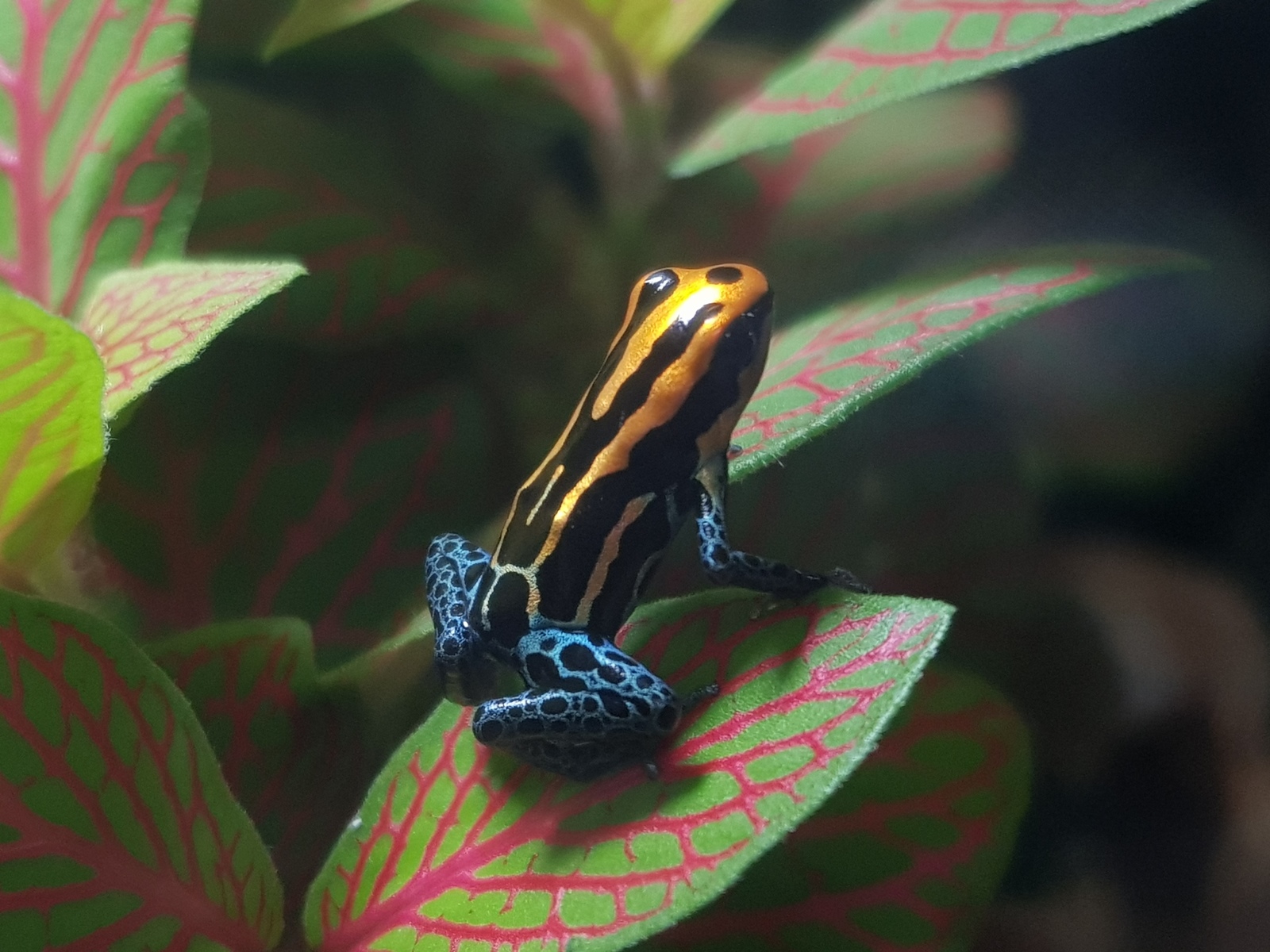 Exotic the size of a fingernail - My, Frogs, Terrariumistics, Exotic animals, Tree climbers, beauty, Longpost