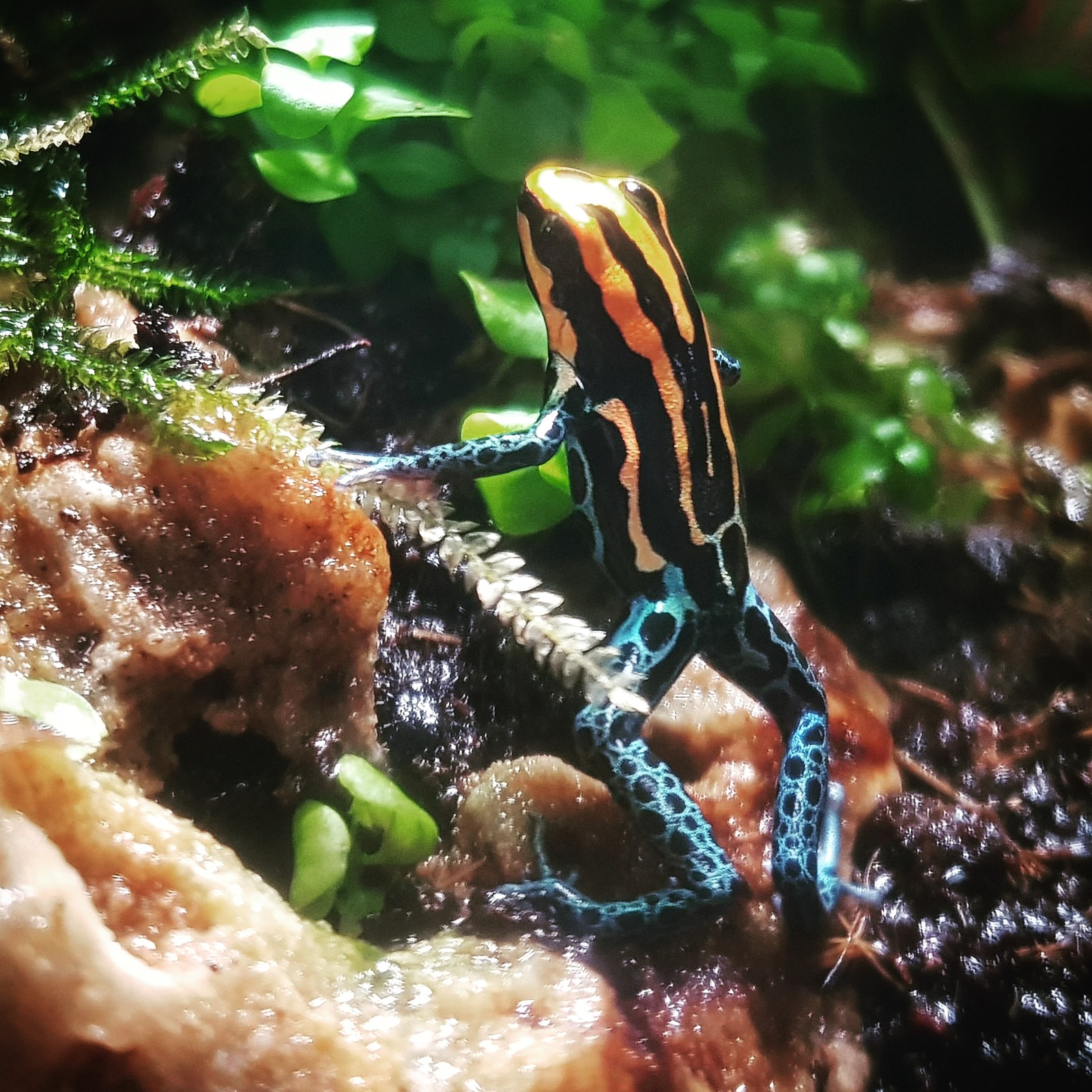 Exotic the size of a fingernail - My, Frogs, Terrariumistics, Exotic animals, Tree climbers, beauty, Longpost